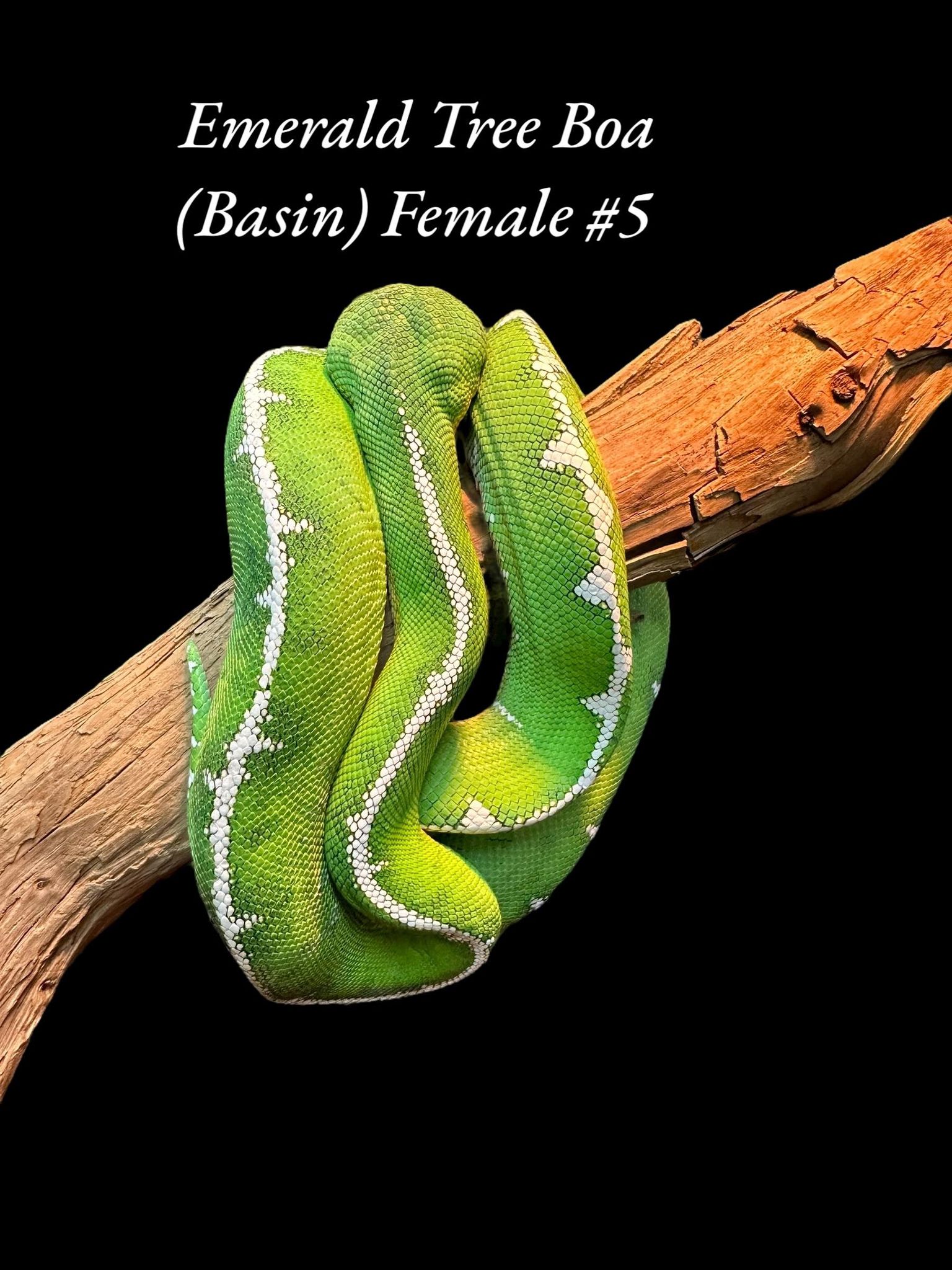 Boa émeraude (Bassin)