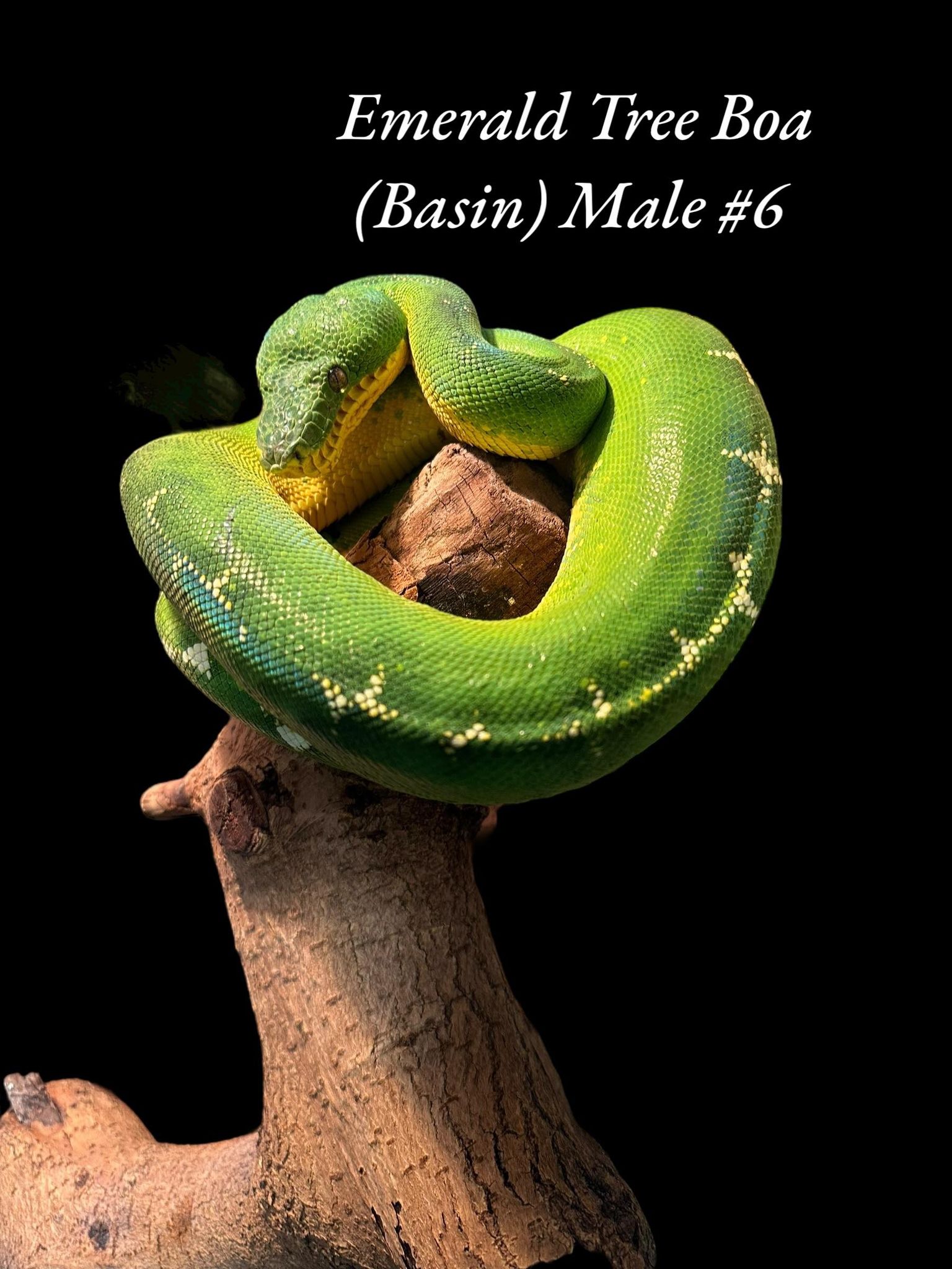 Boa émeraude (Bassin)