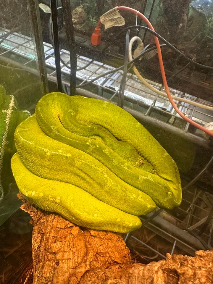 Green Tree Python (Manokwari) - MD