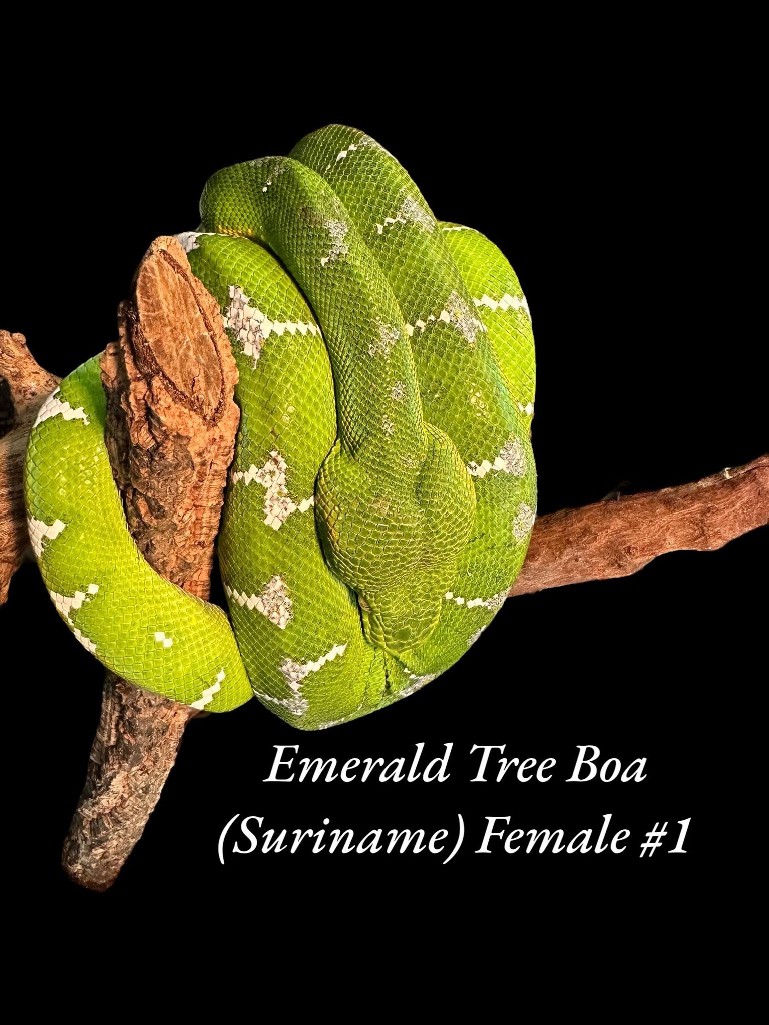 Boa émeraude (Suriname)