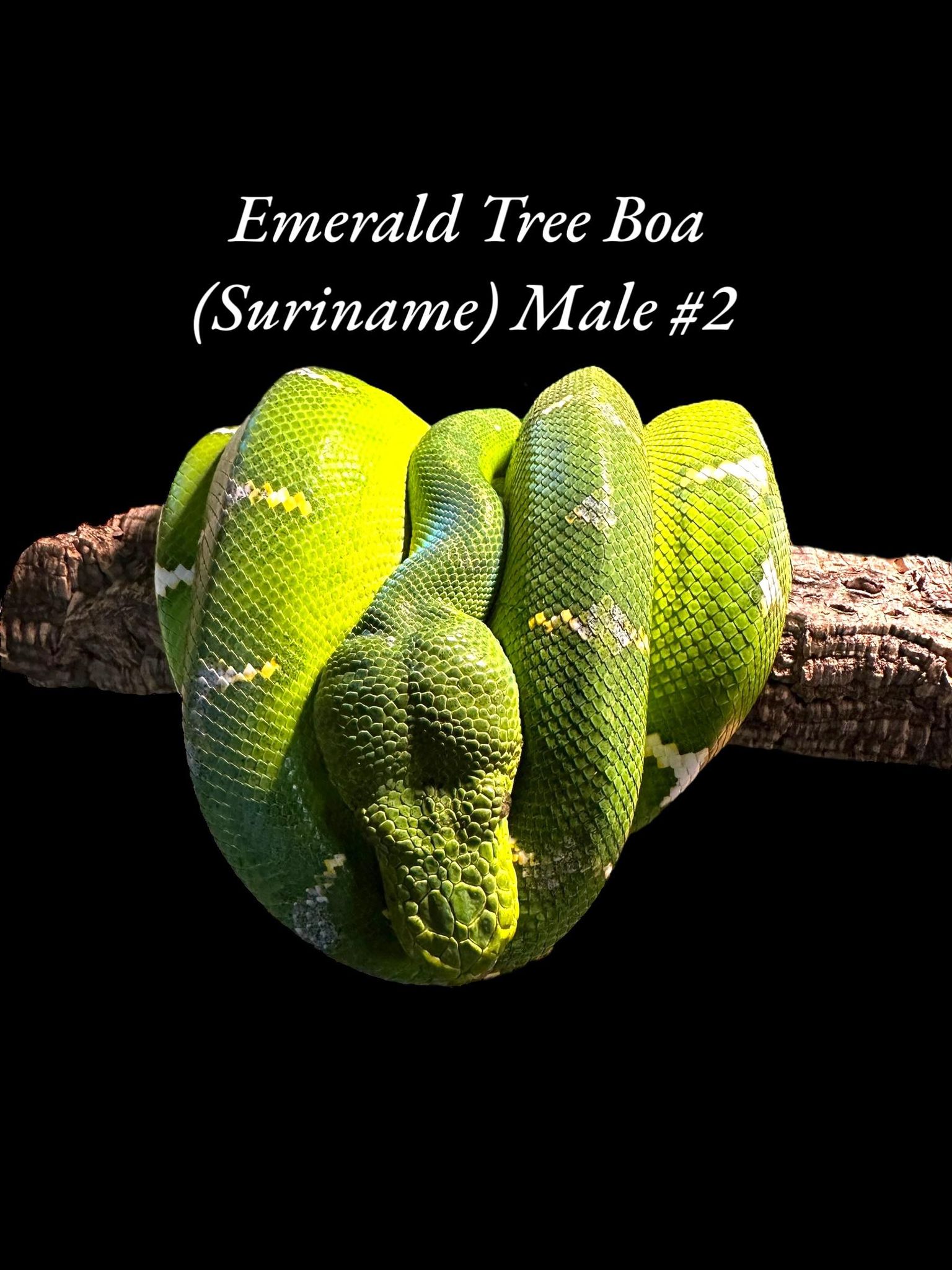 Boa émeraude (Suriname)