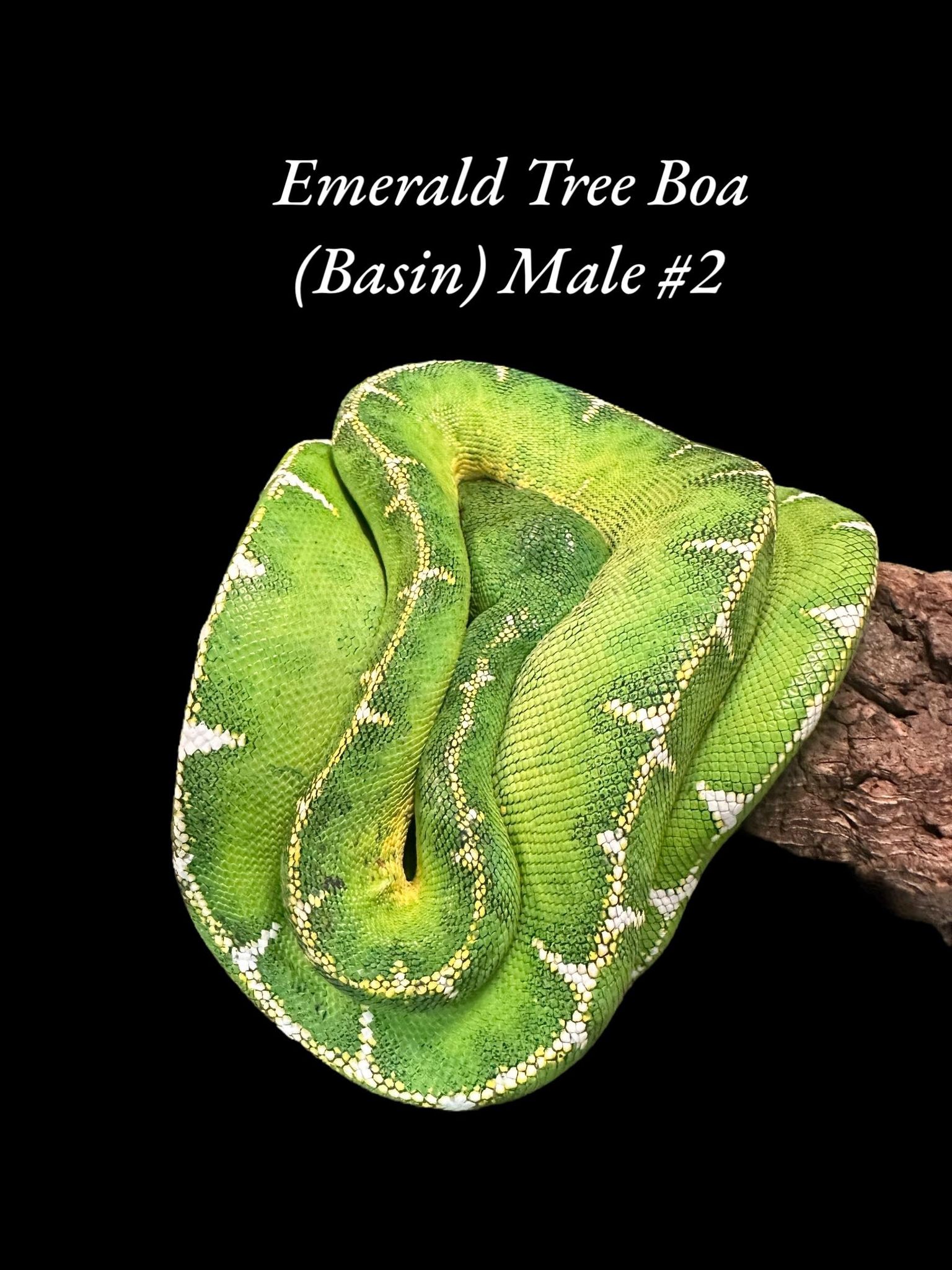 Emerald Tree Boa (Basin)