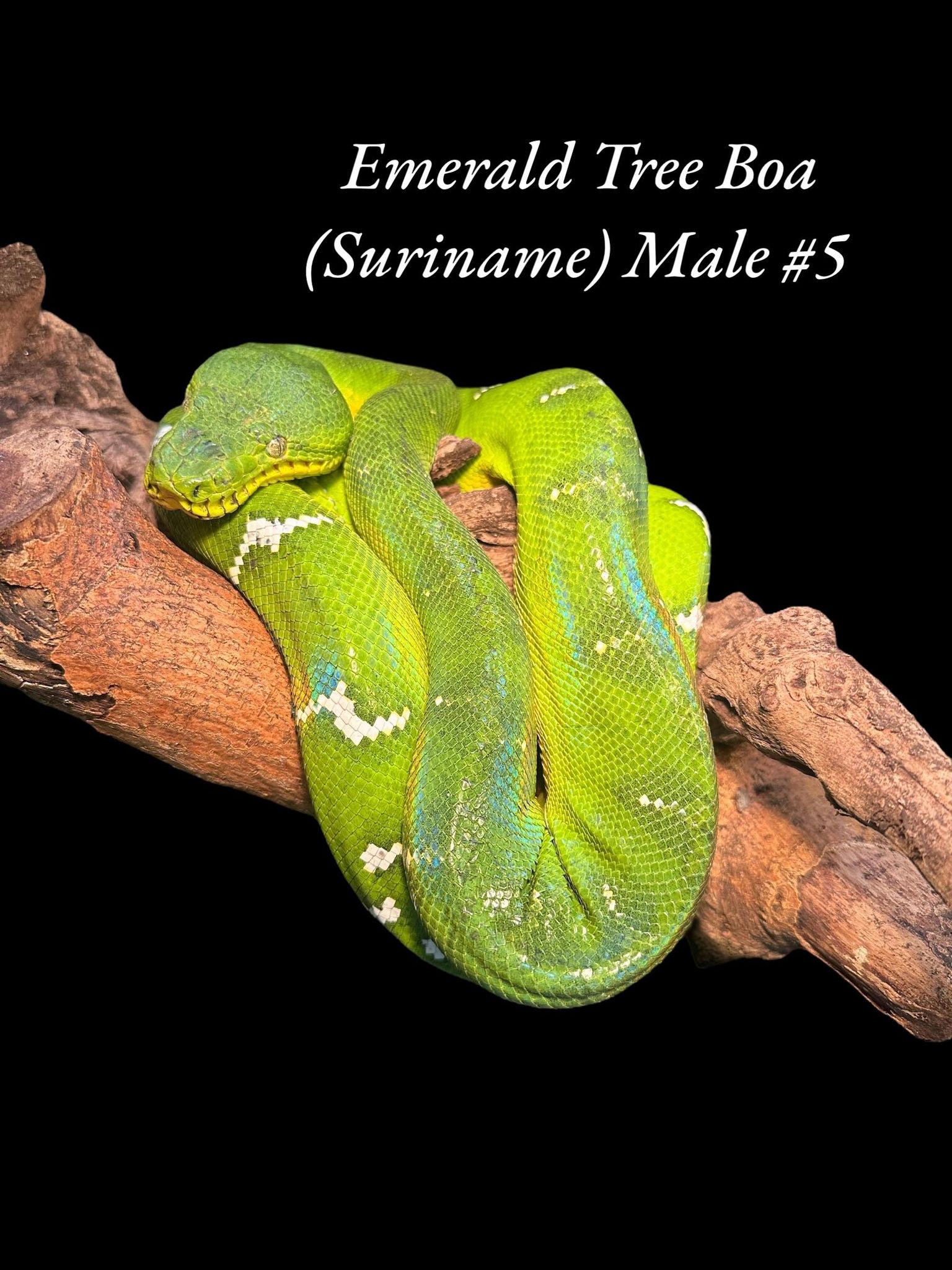 Boa émeraude (Suriname)