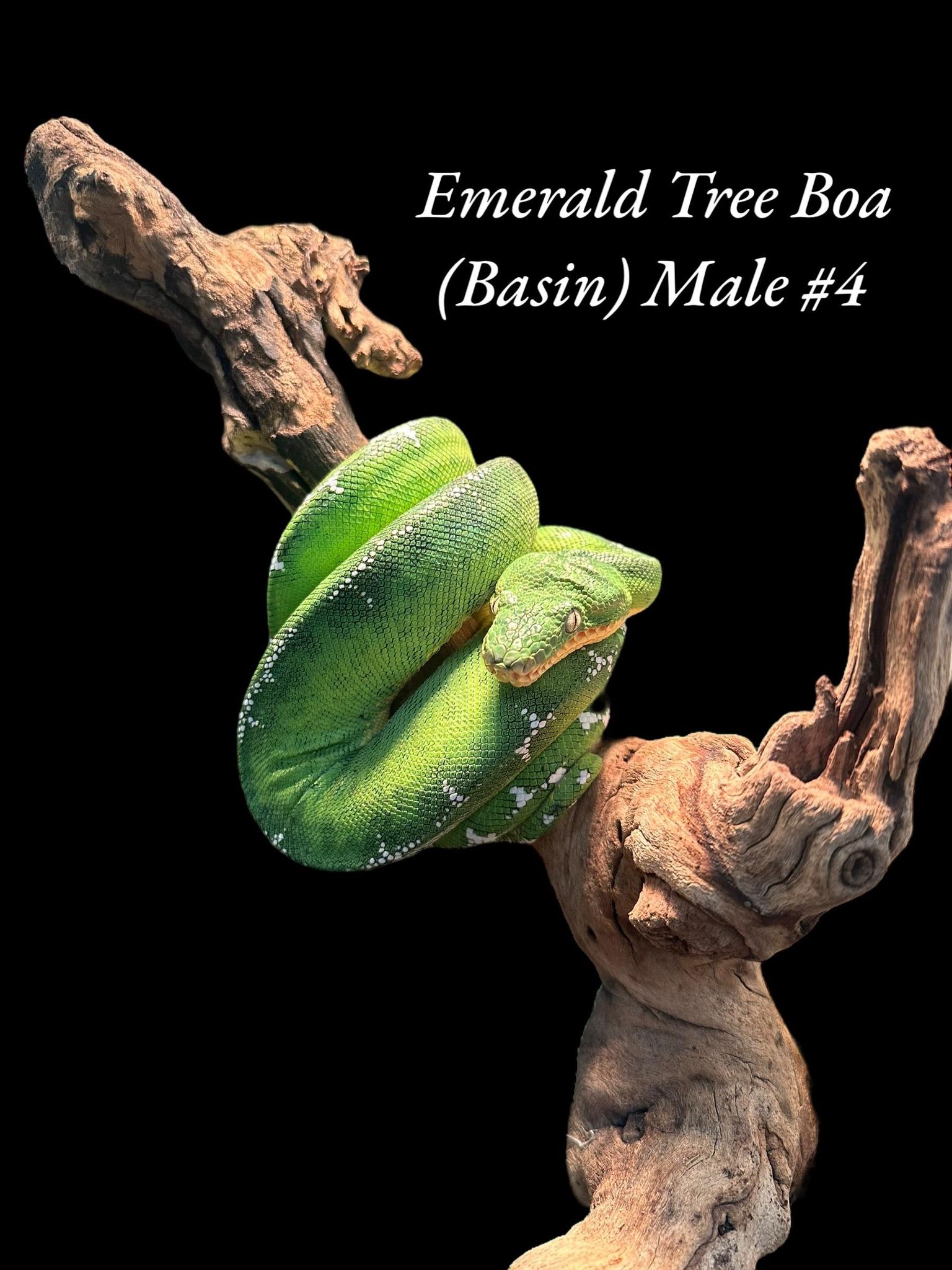 Boa émeraude (Bassin)