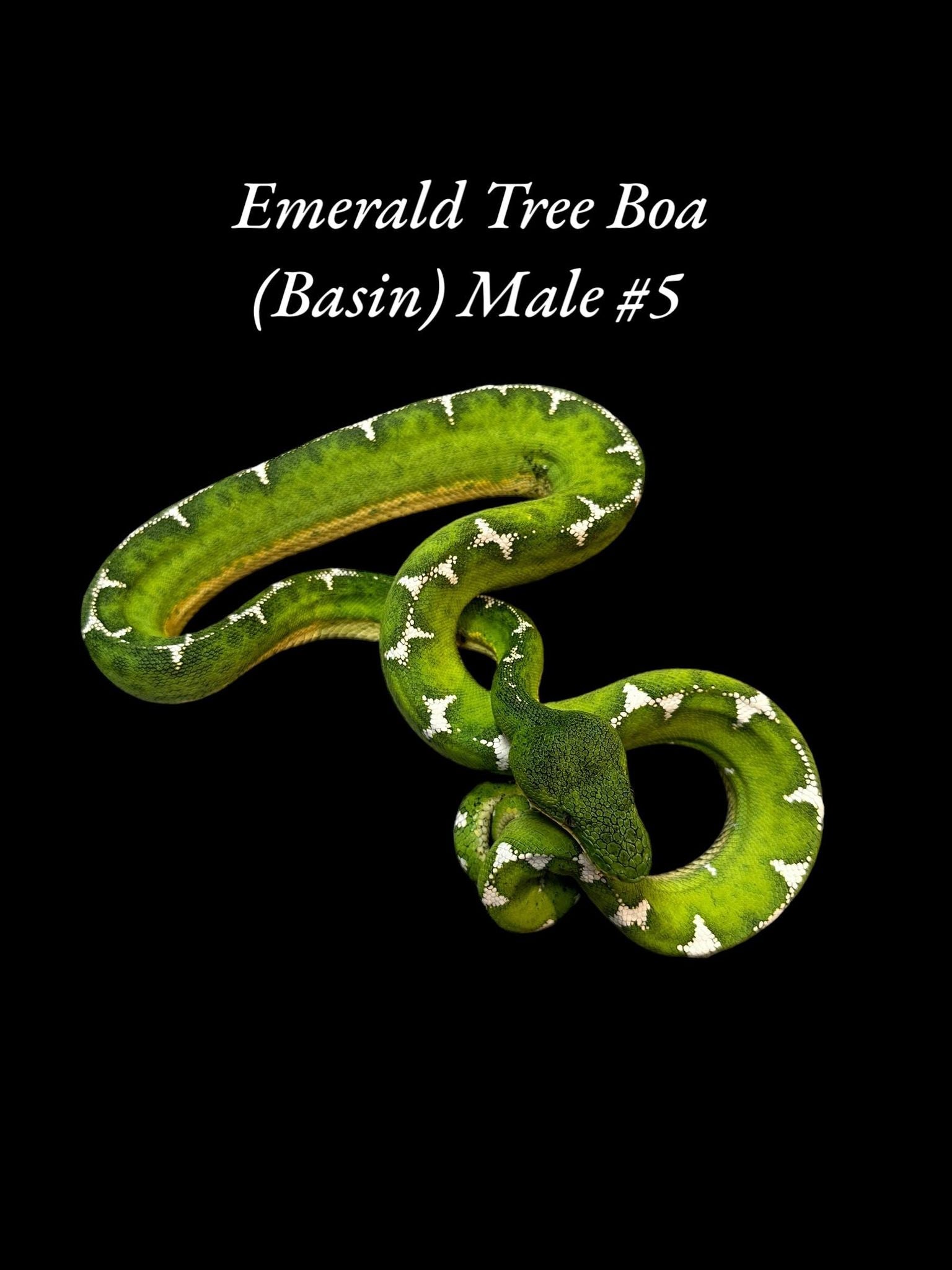 Boa émeraude (Bassin)