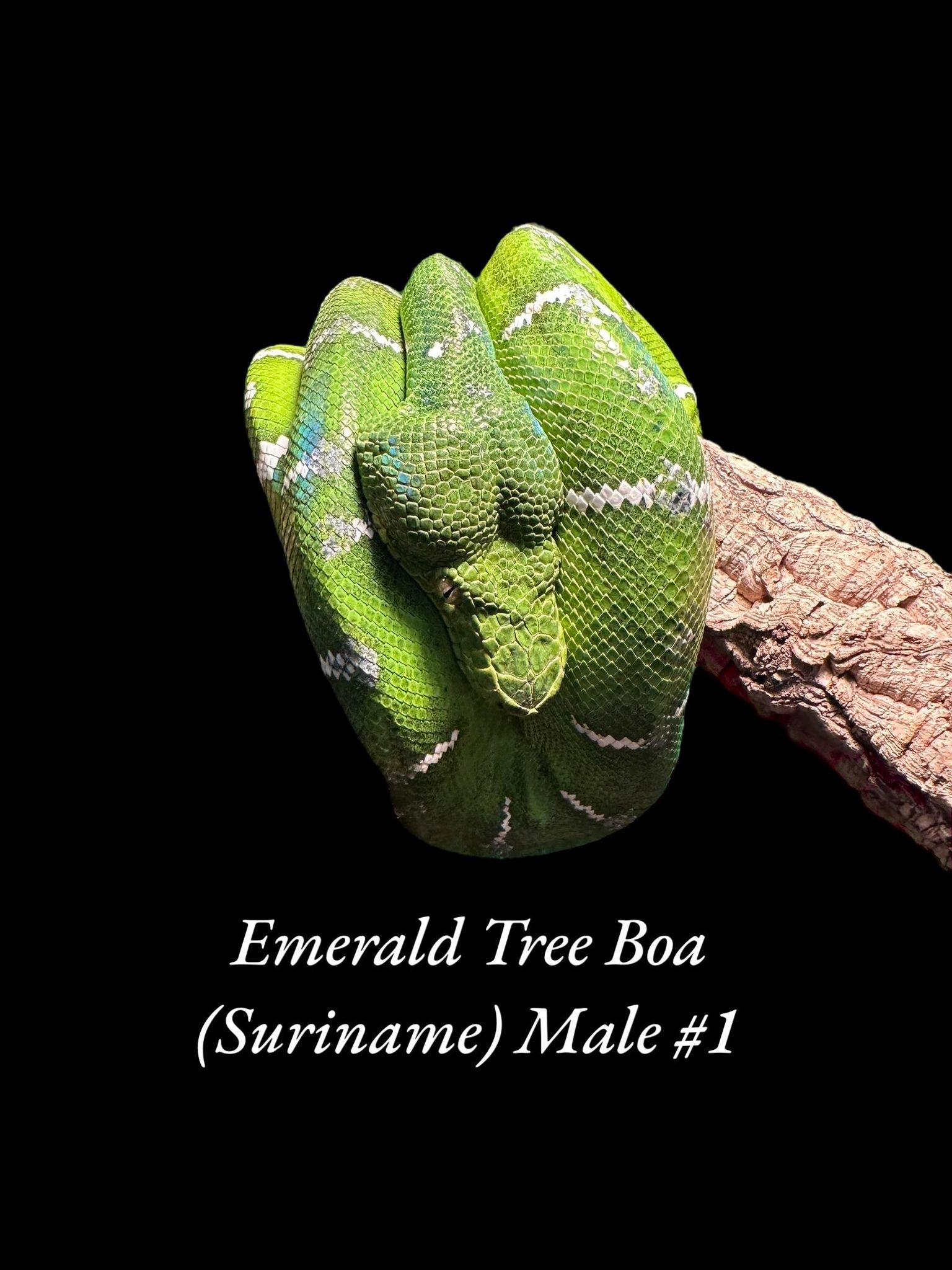 Boa émeraude (Suriname)