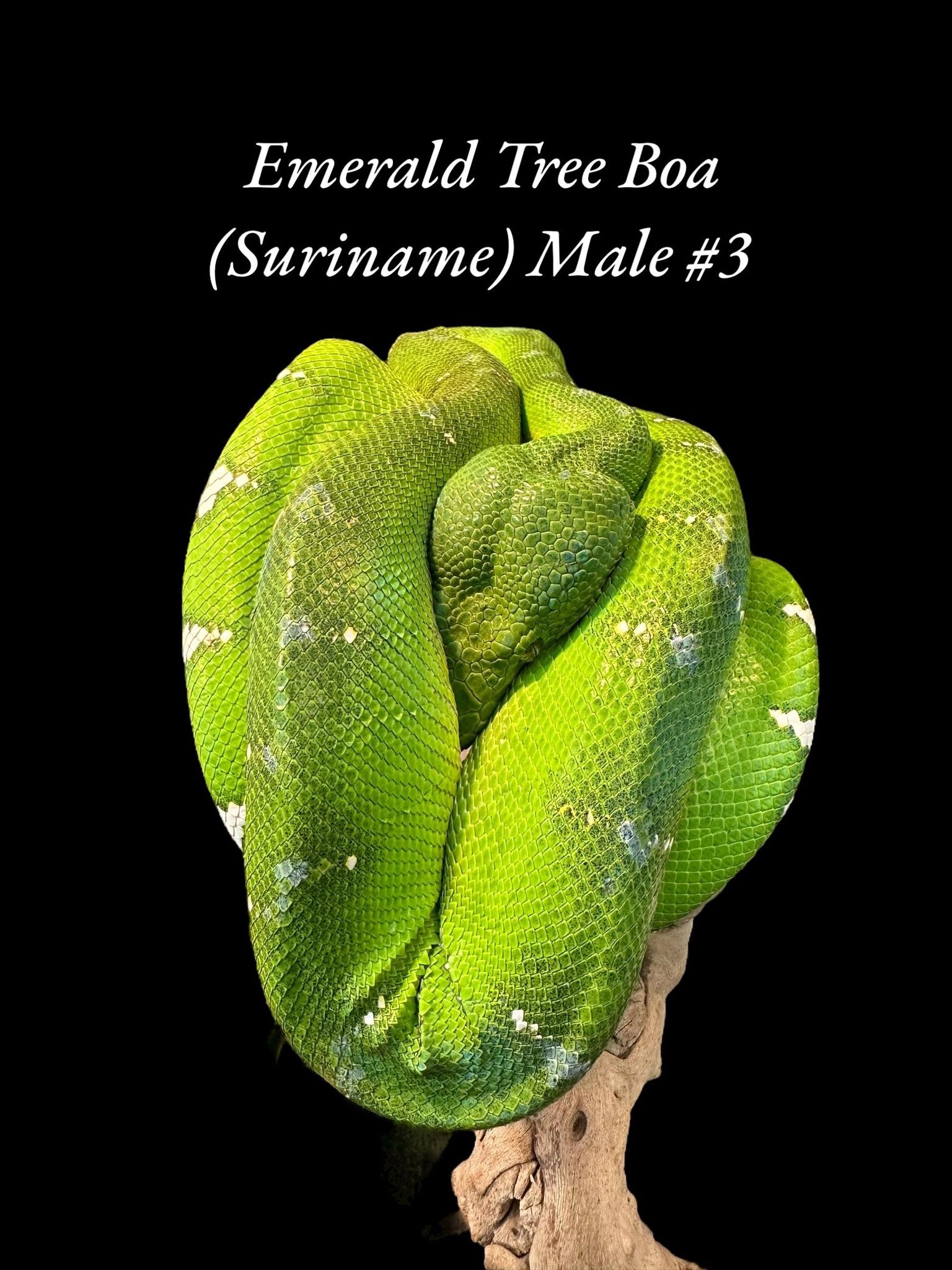 Boa émeraude (Suriname)