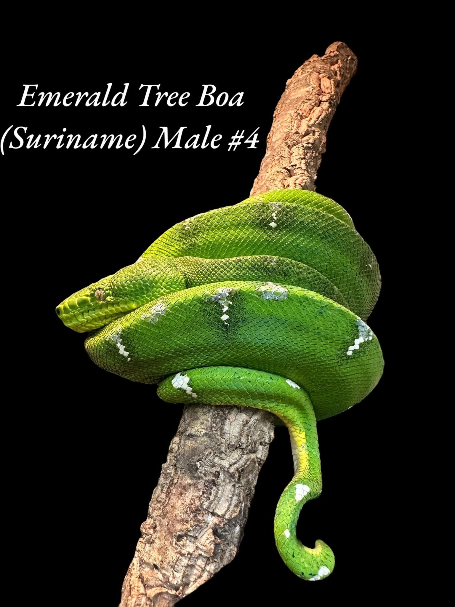 Boa émeraude (Suriname)