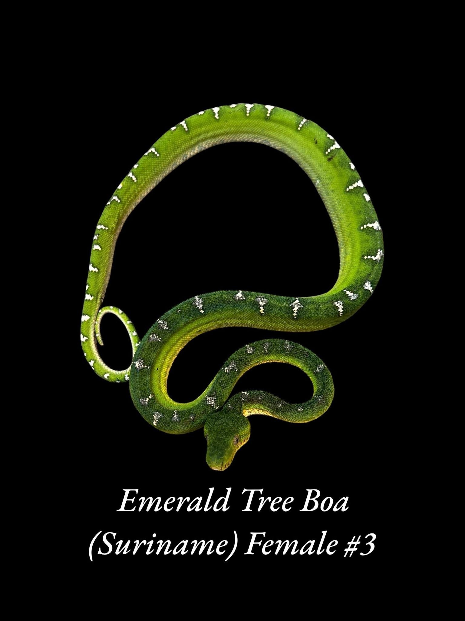 Boa émeraude (Suriname)