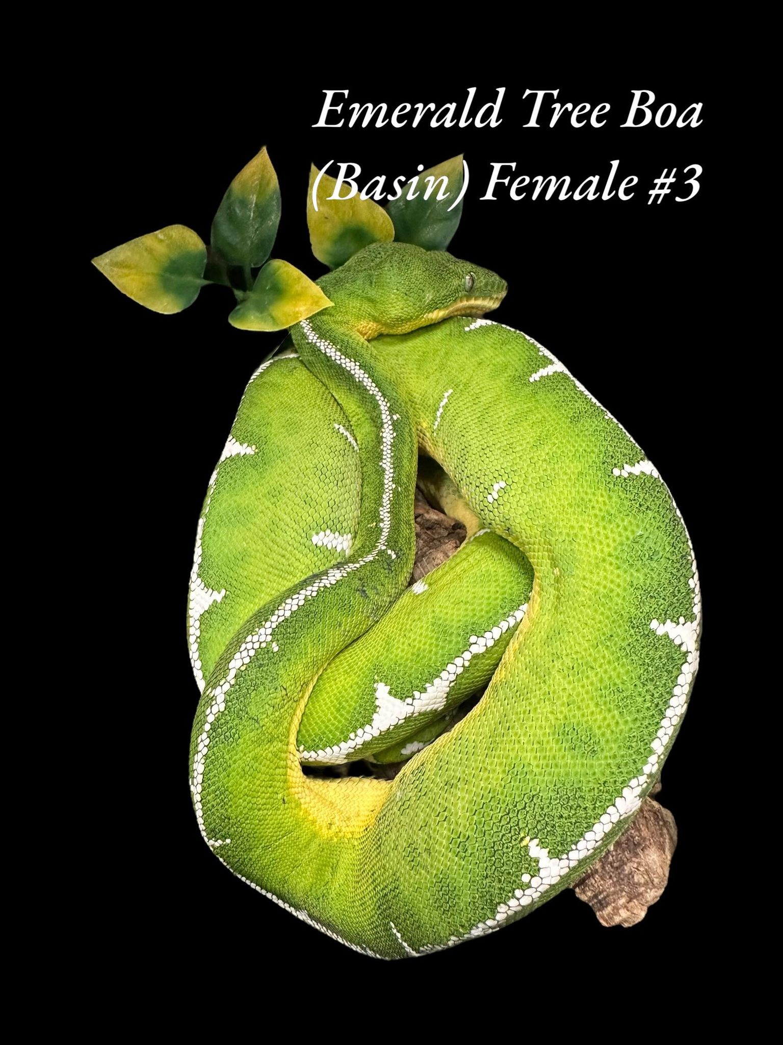 Boa émeraude (Bassin)