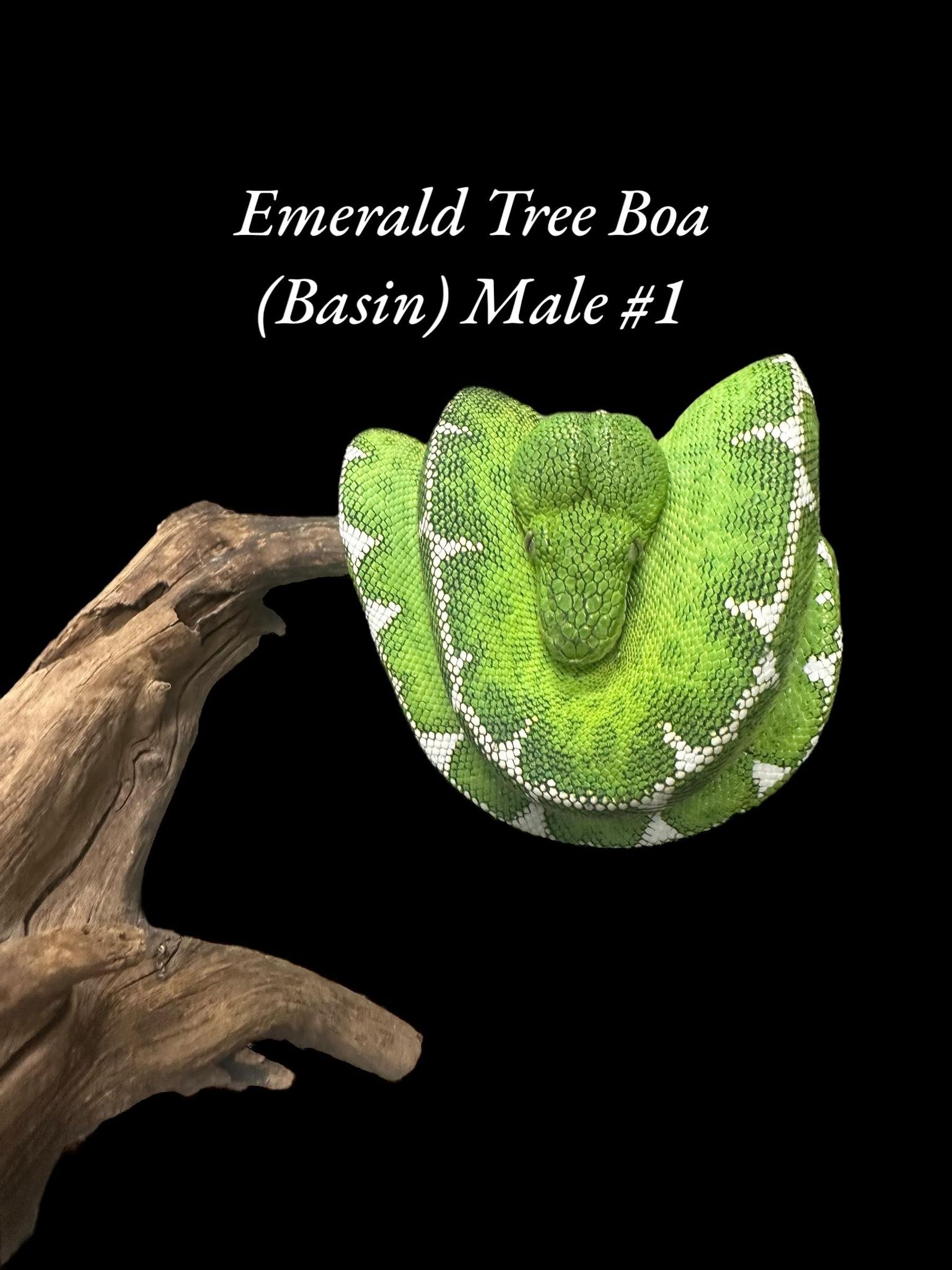 Emerald Tree Boa (Basin)