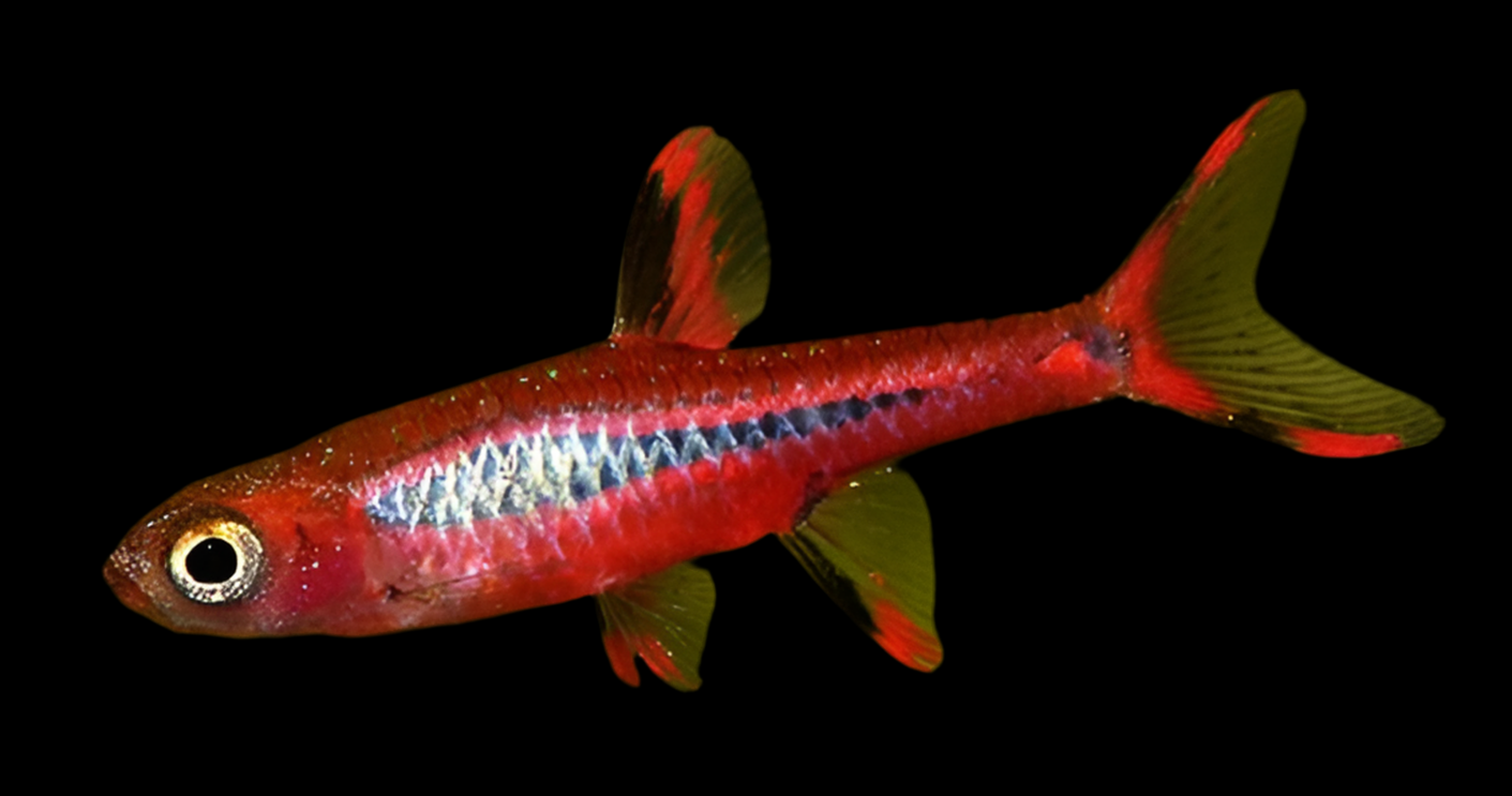 Chilli Rasbora chilli-rasbora