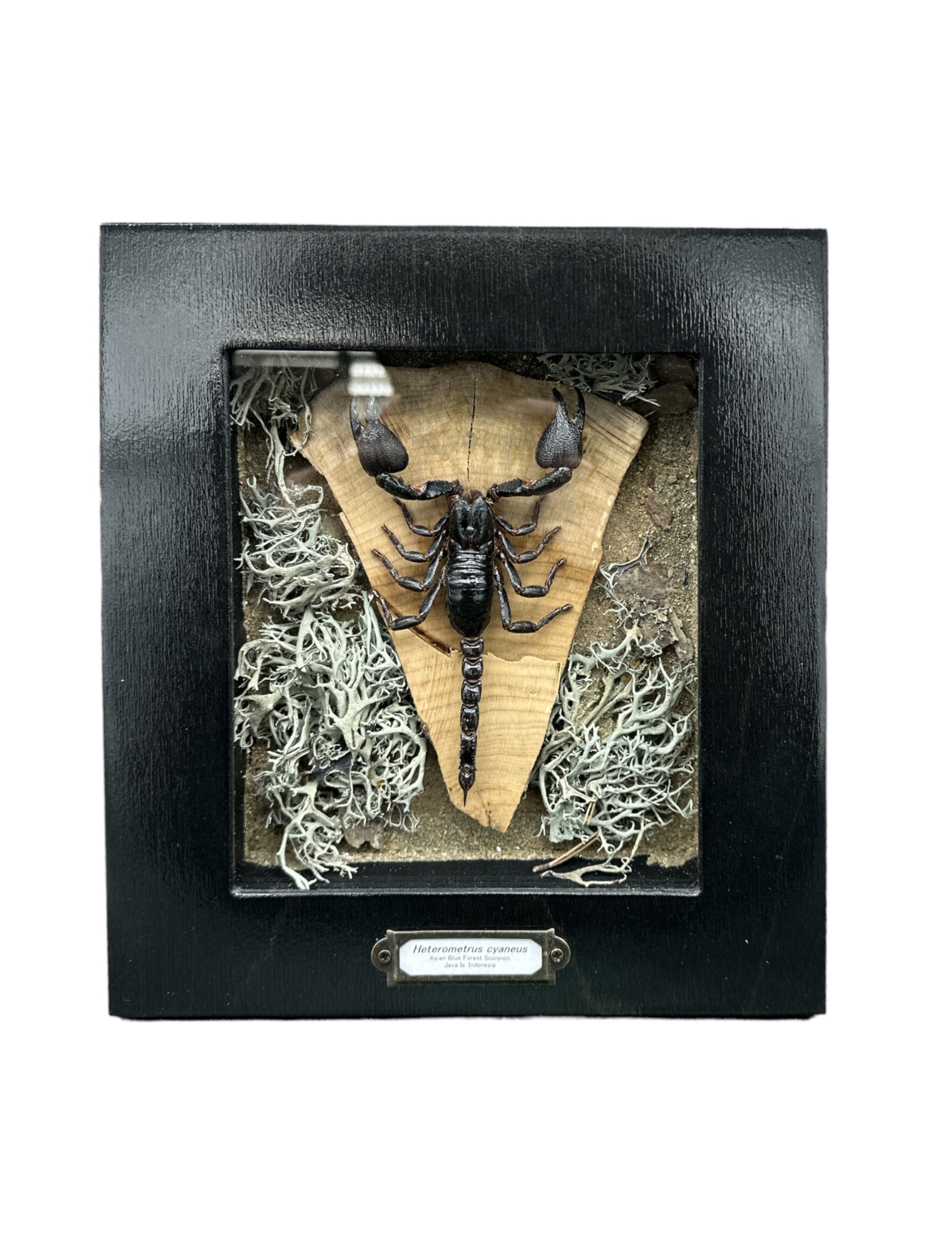 Scorpion bleu des forêts d'Asie (Heterometrus cyaneus) - Cadre 5x6"