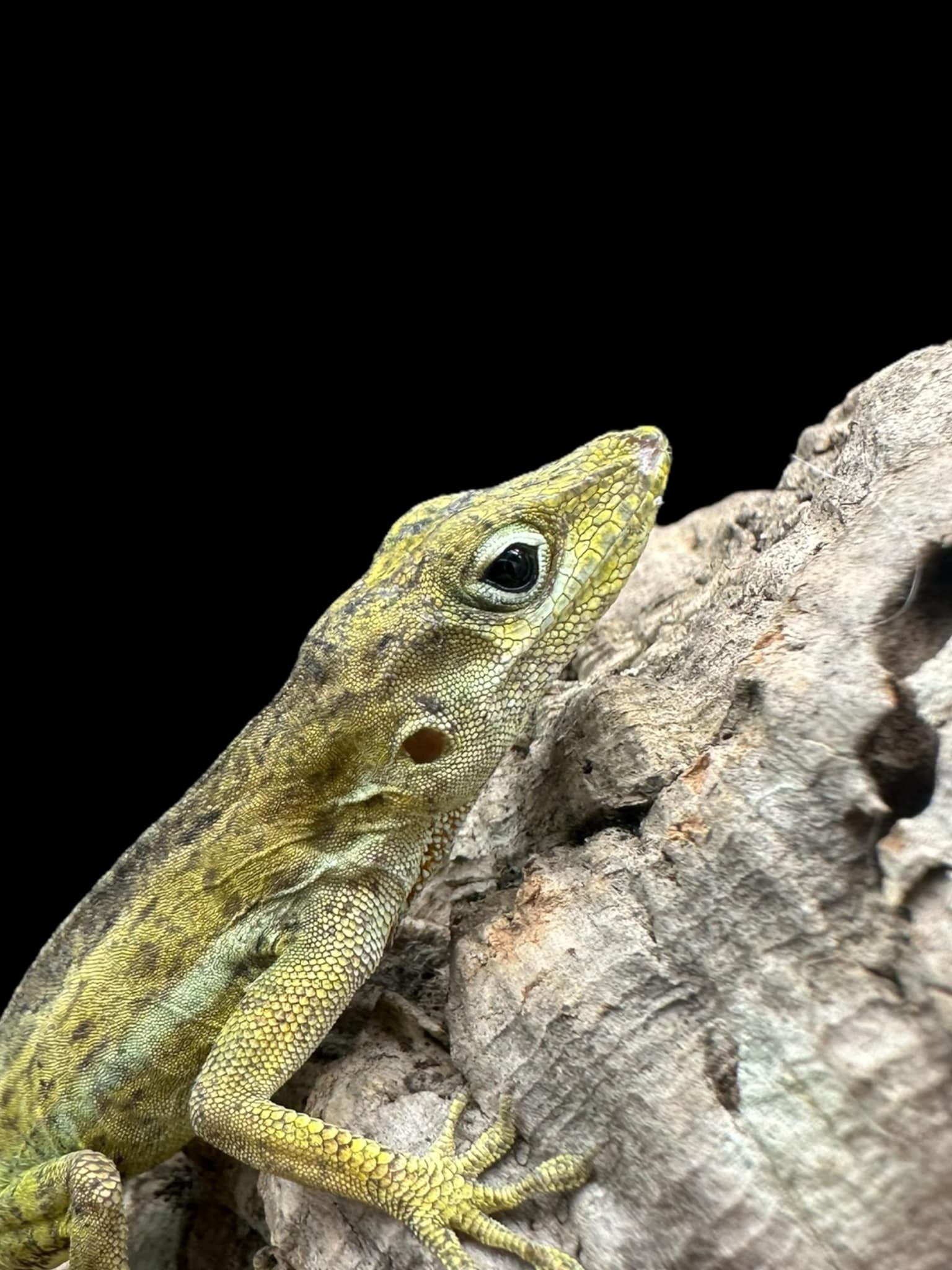 Anole d'Anguilla