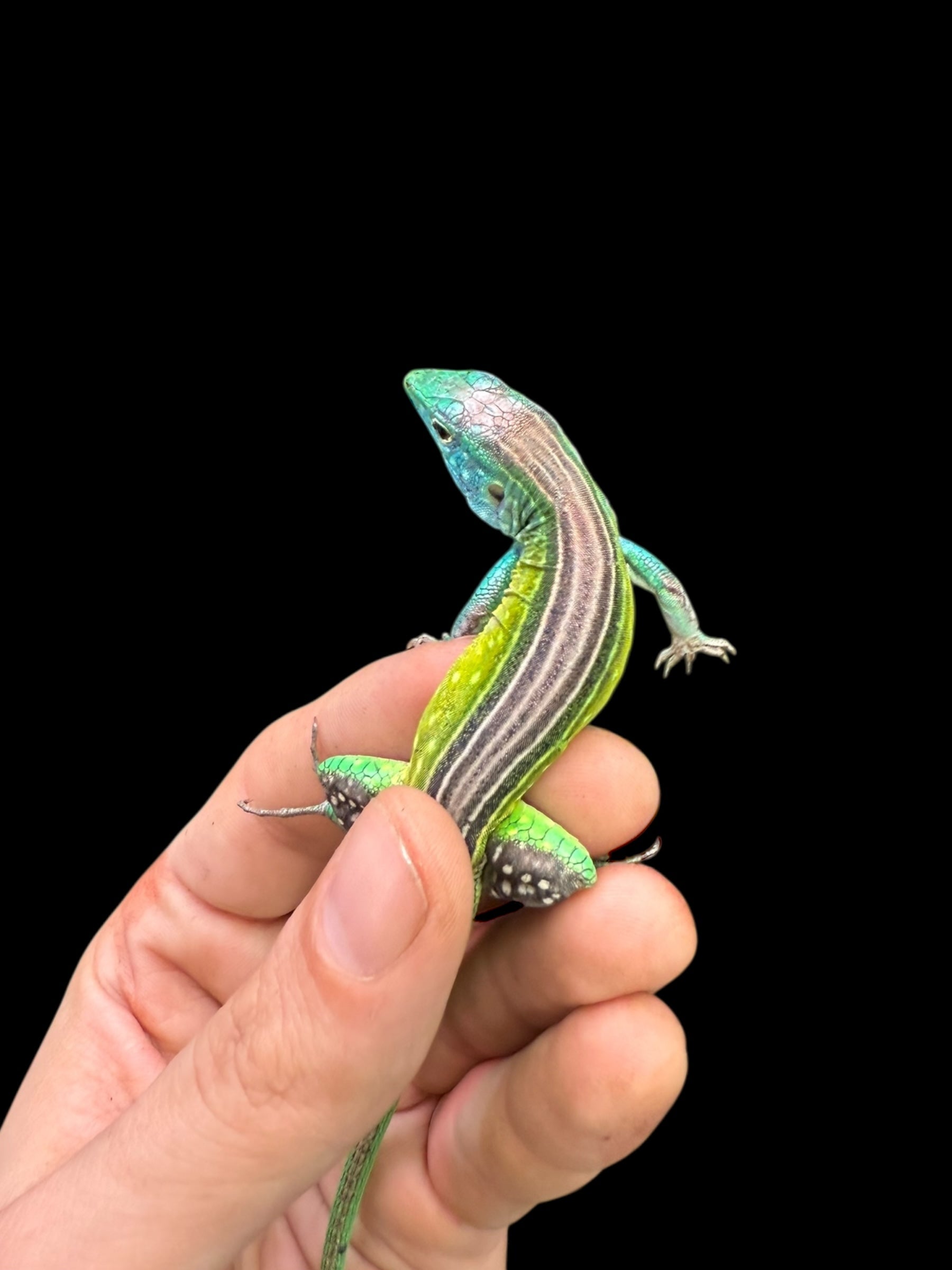 Rainbow Whiptail (Cnemidophorus lemniscatus)