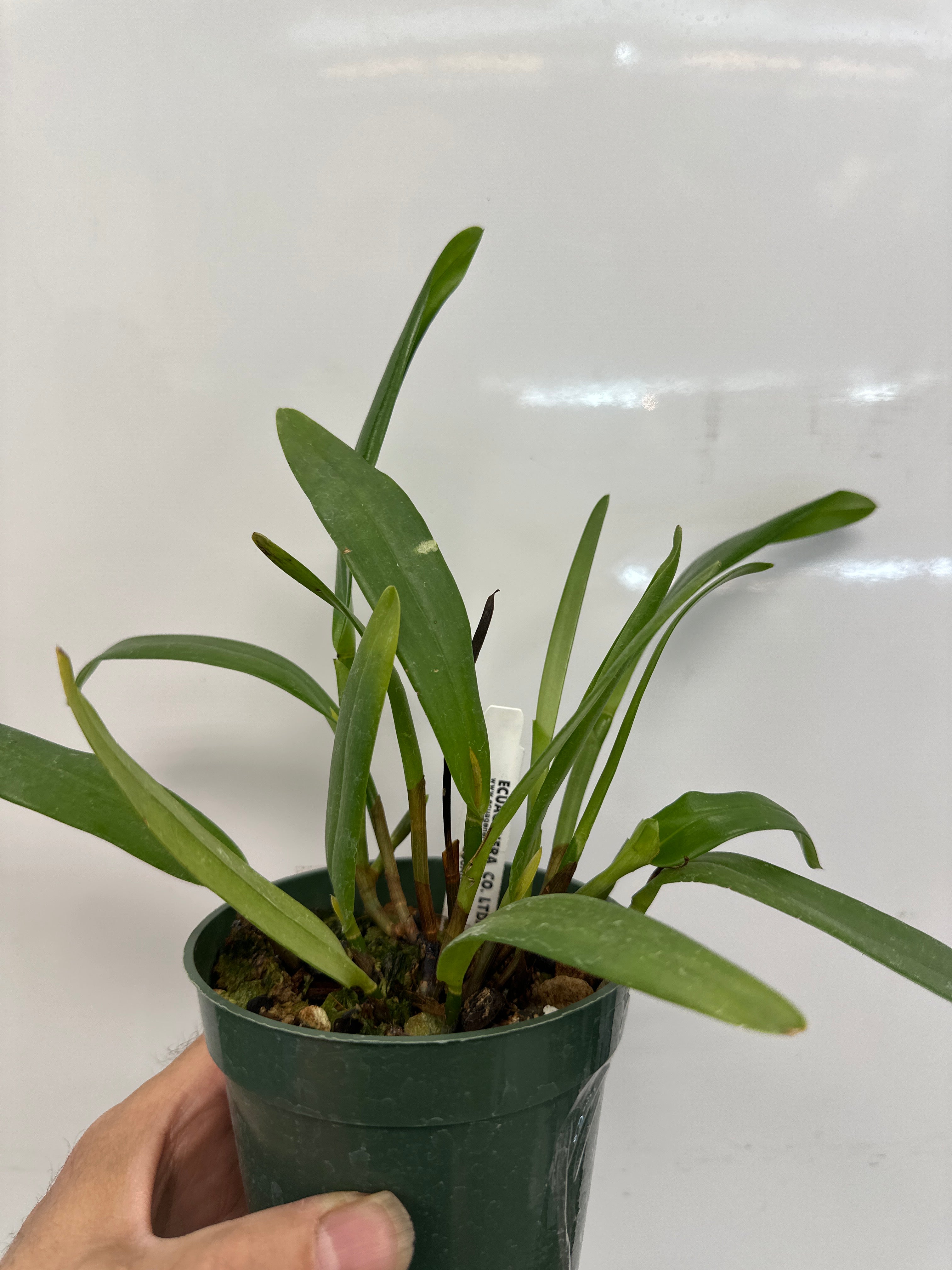 Polystachia subdiphylla