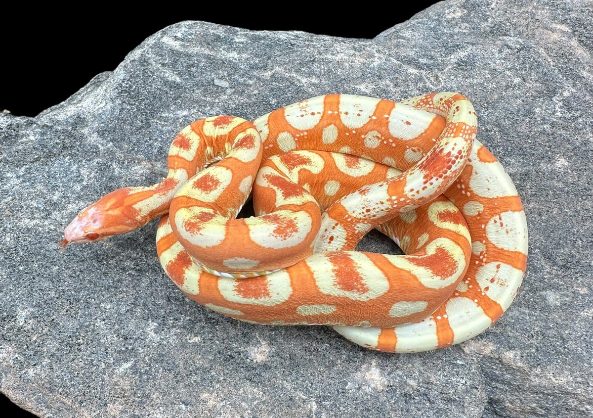 Corn Snake (Scaleless Extreme Reverse Okeetee)