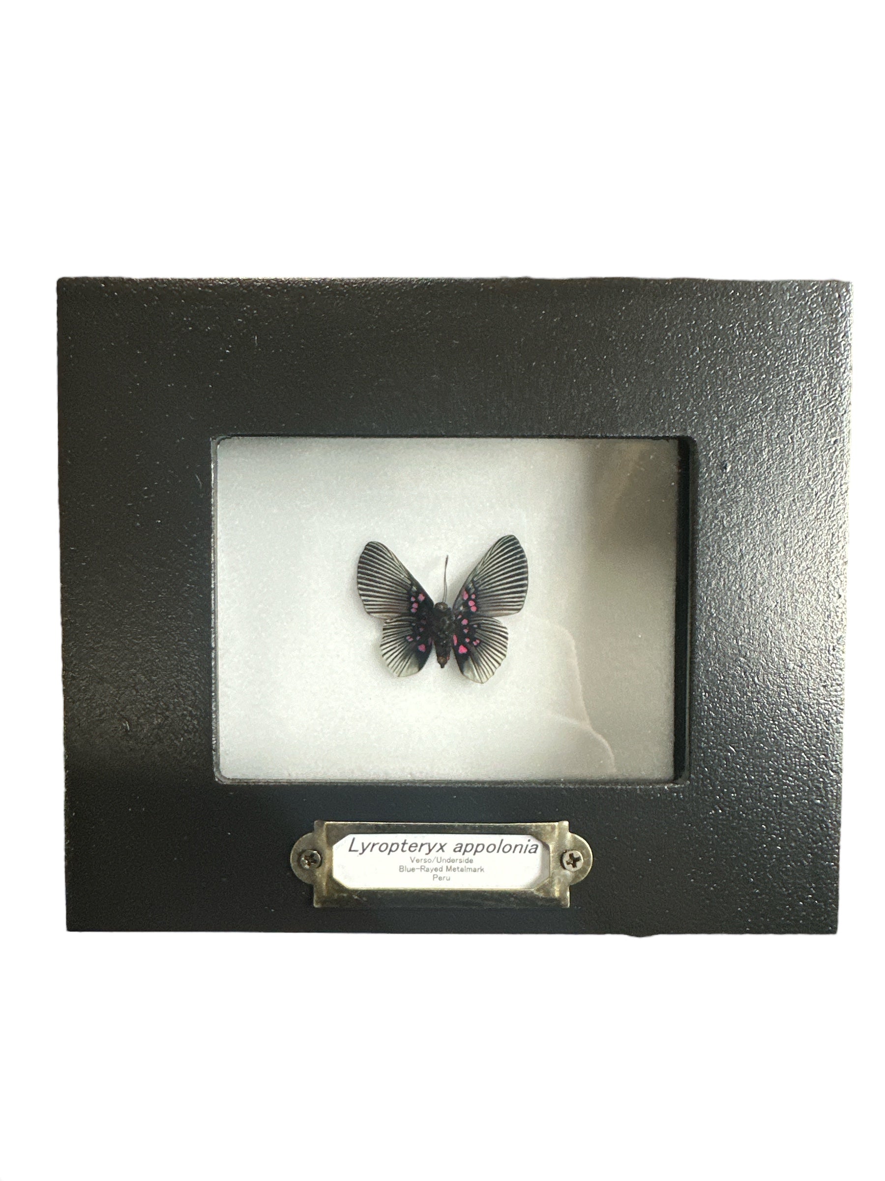 Papillon Apollon Metalmark (Lyropteryx appolonia) - Dessous - Cadre 2x3"