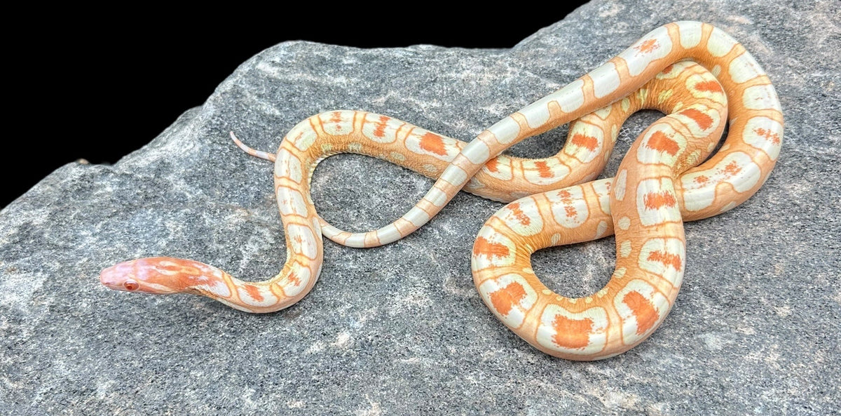 Corn Snake (Scaleless Extreme Reverse Okeetee)