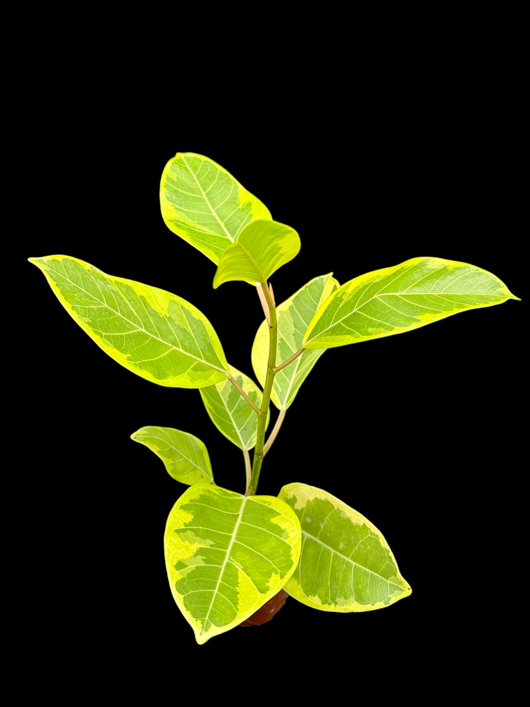 Ficus altissima 'Yellow Gem'