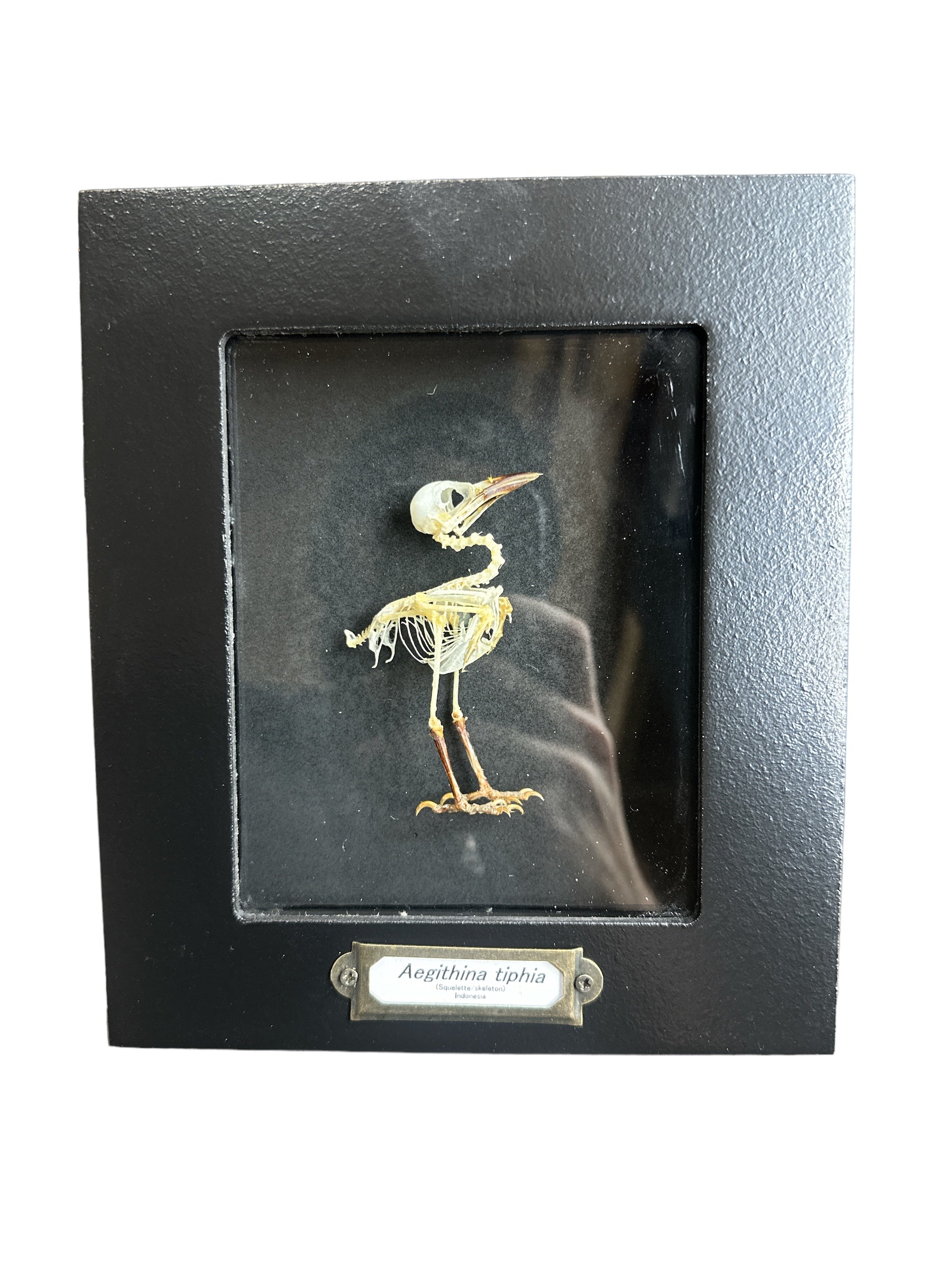 Common Iora - Skeleton (Aegithina tiphia) - 4x5" Frame