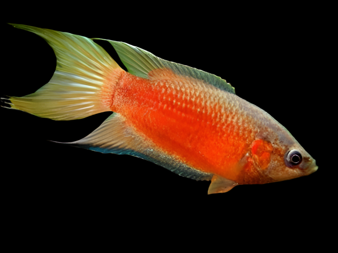 Flamme / Gourami du Paradis Rouge