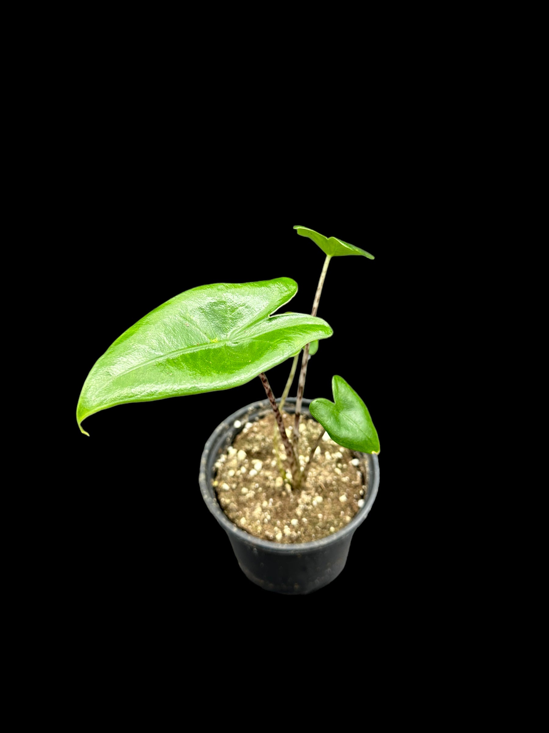 Alocasia zebrina