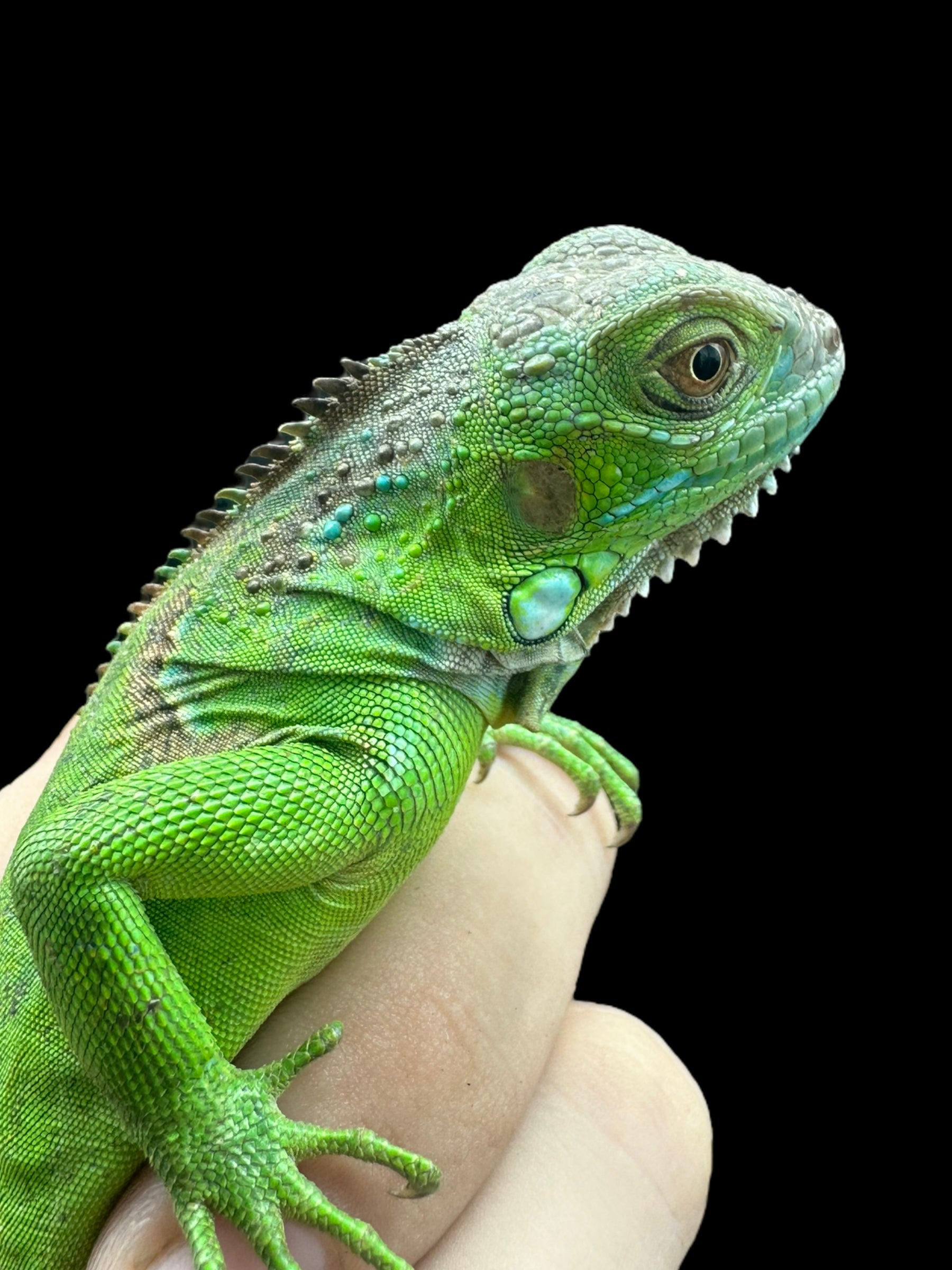 Iguane (vert)