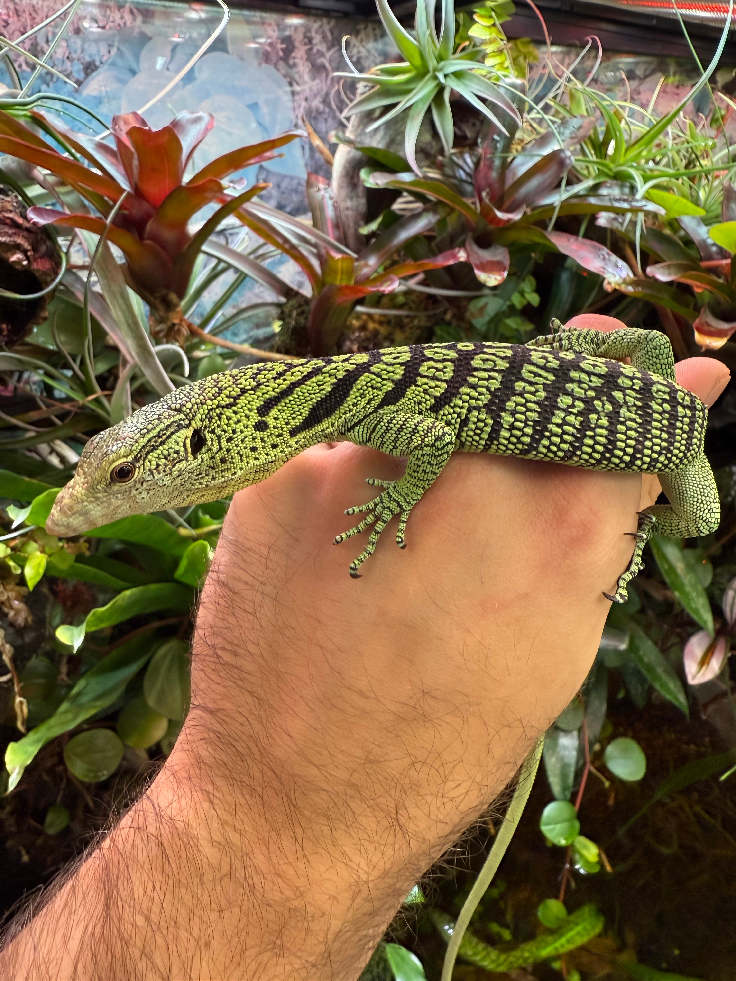Yellow Tree Monitor Baby (Varanus reisingeri)