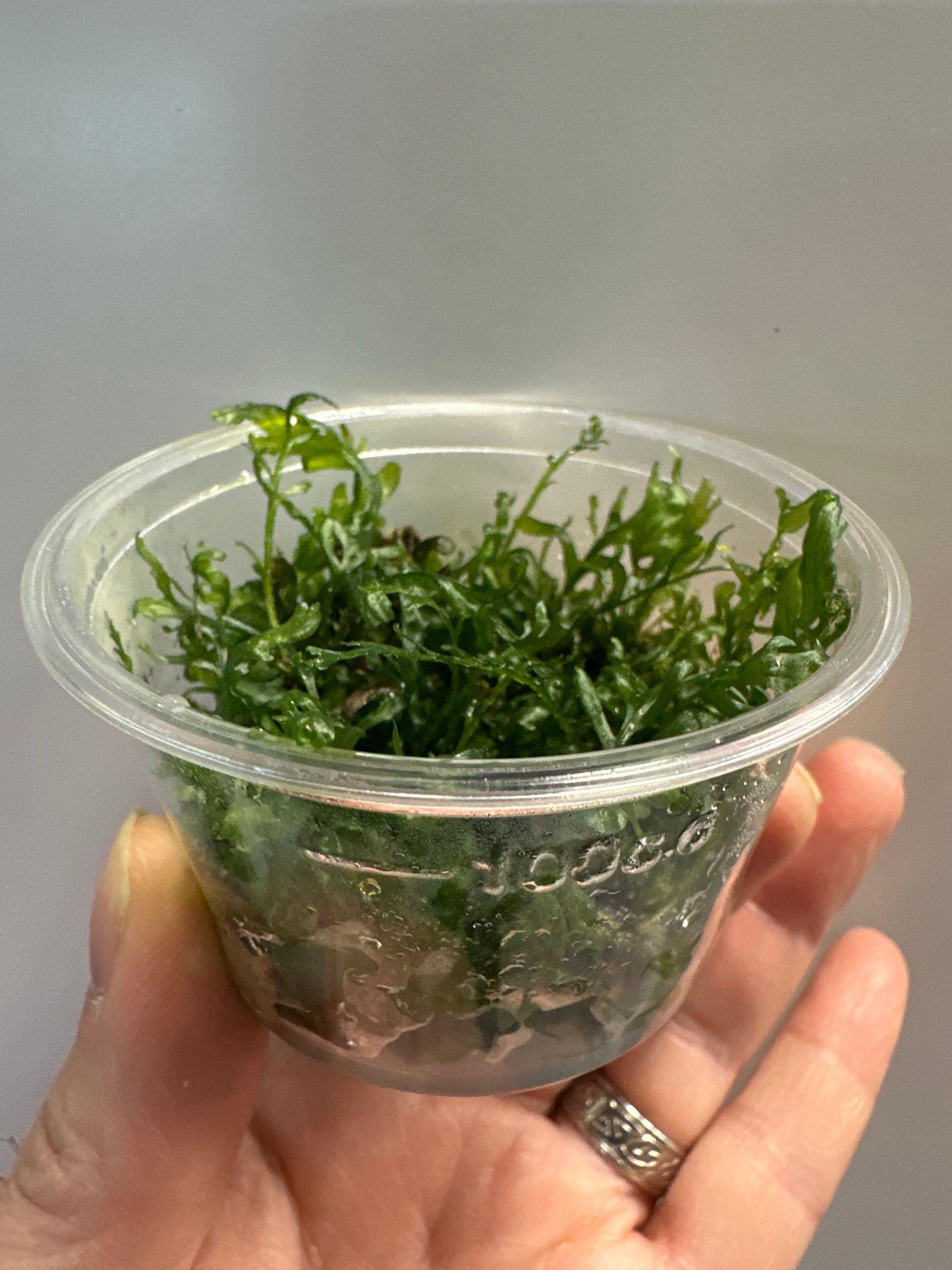 Bolbitis heudelotii TC