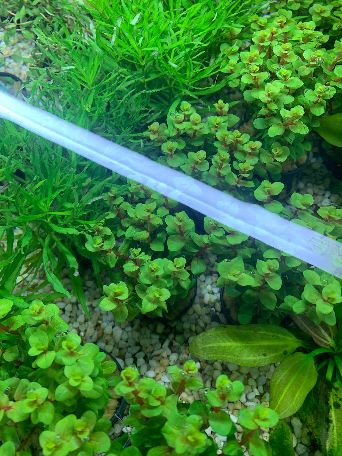 Rotala Rouge Sang