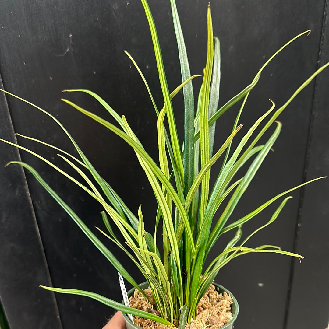 Élaphoglossum lanceolatum