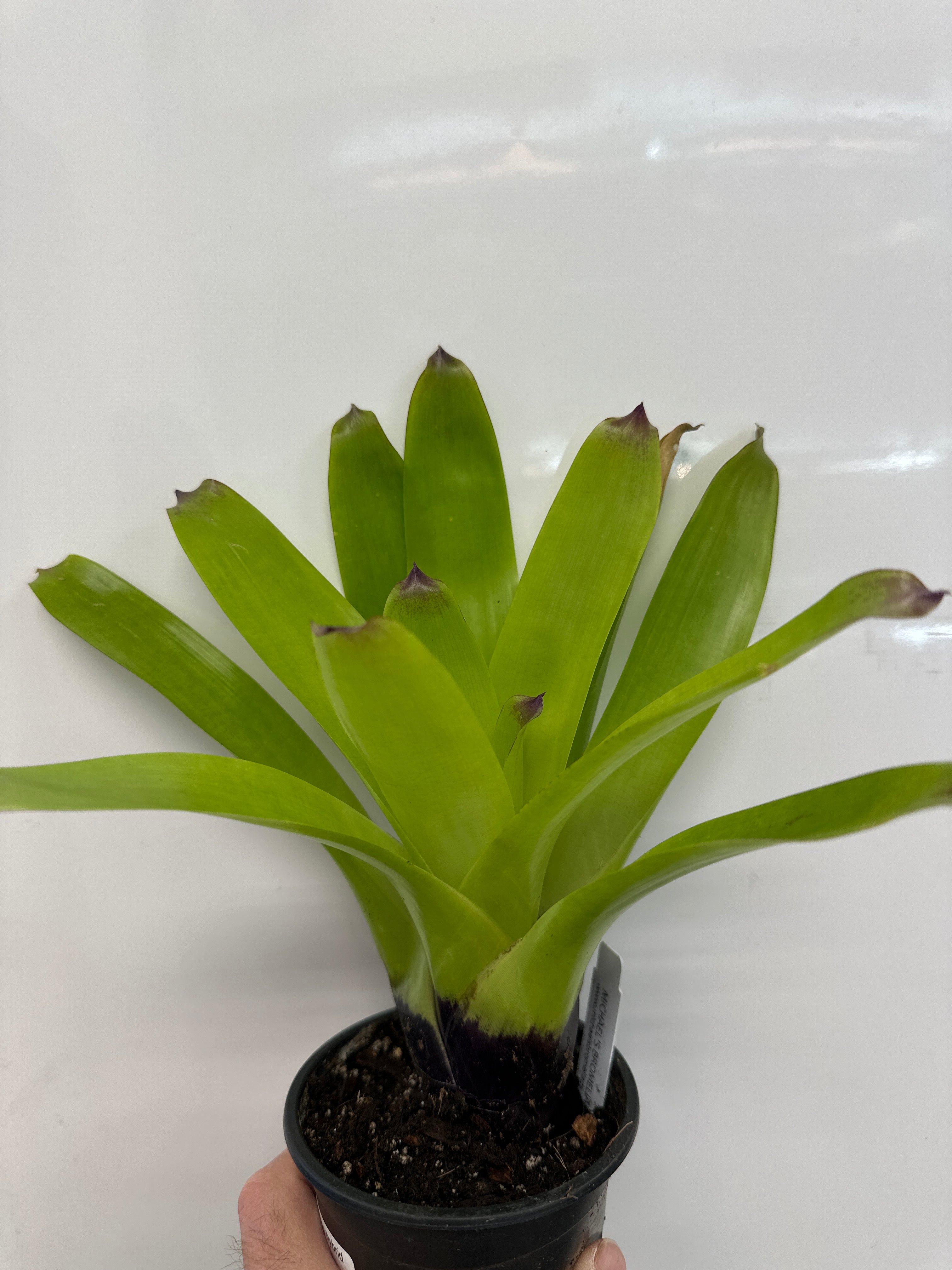 Vriesea vagans hybrid