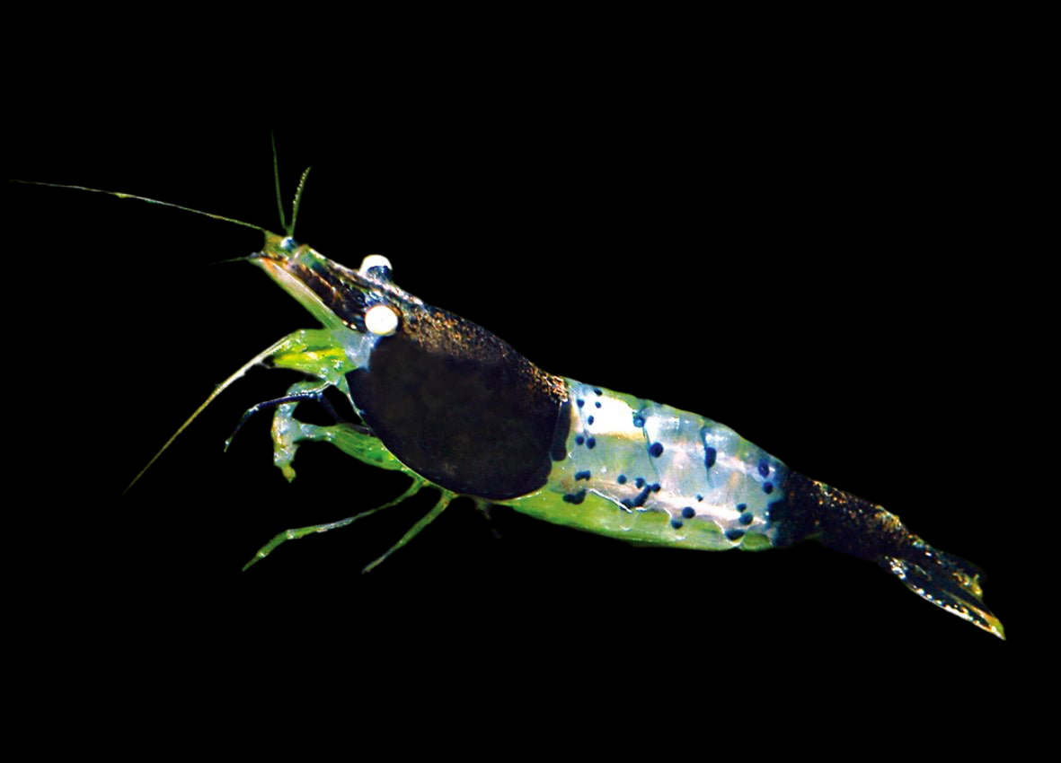 Green Rili Shrimp