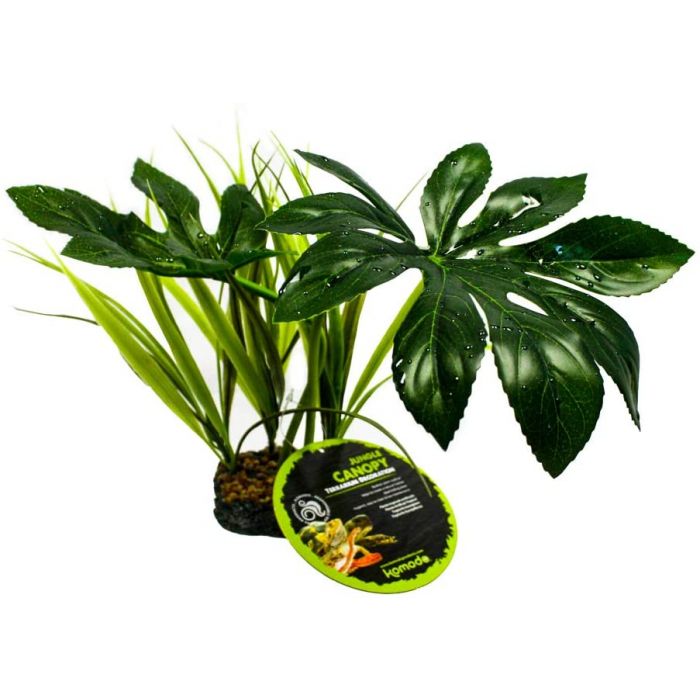 Canopée de la jungle de Komodo