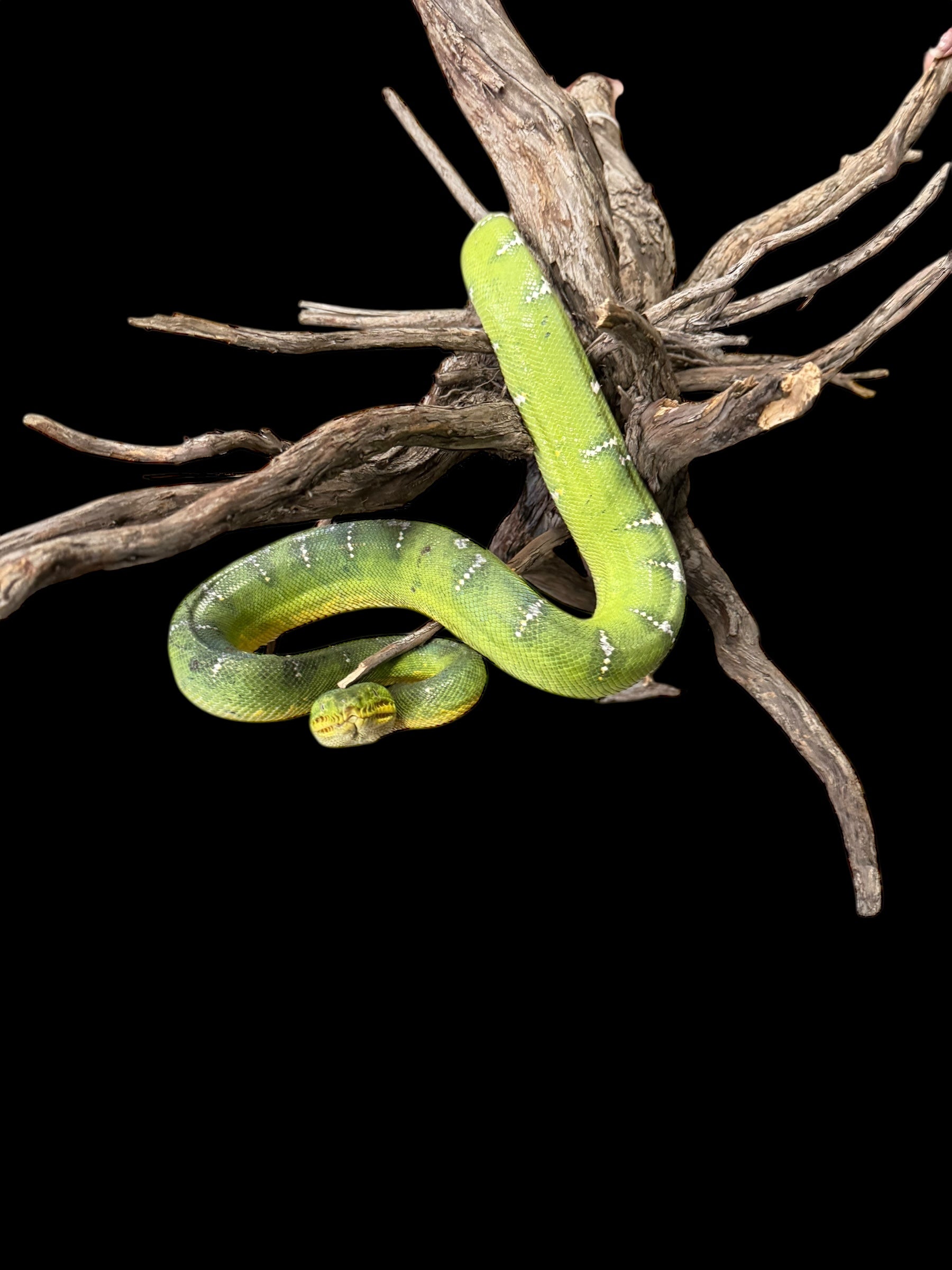 Emerald Tree Boa (Guyana)
