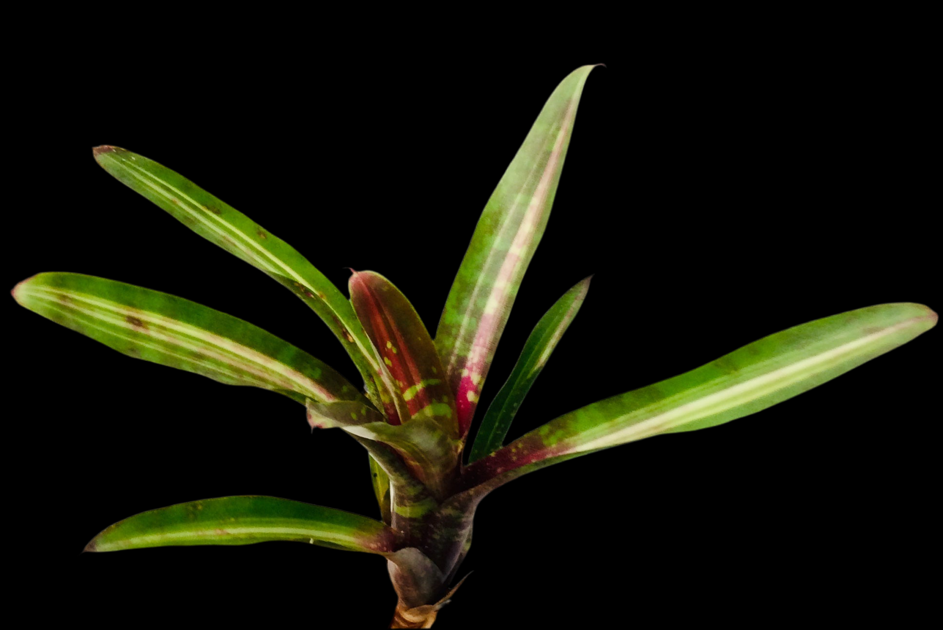 Neoregelia Rough and Ready
