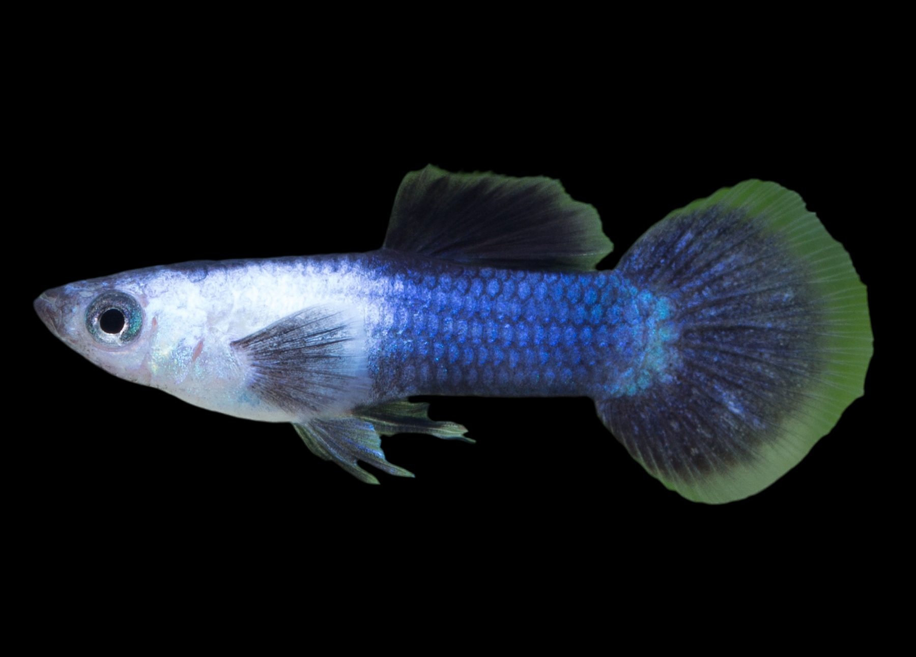 Panda Guppy (mâles uniquement)