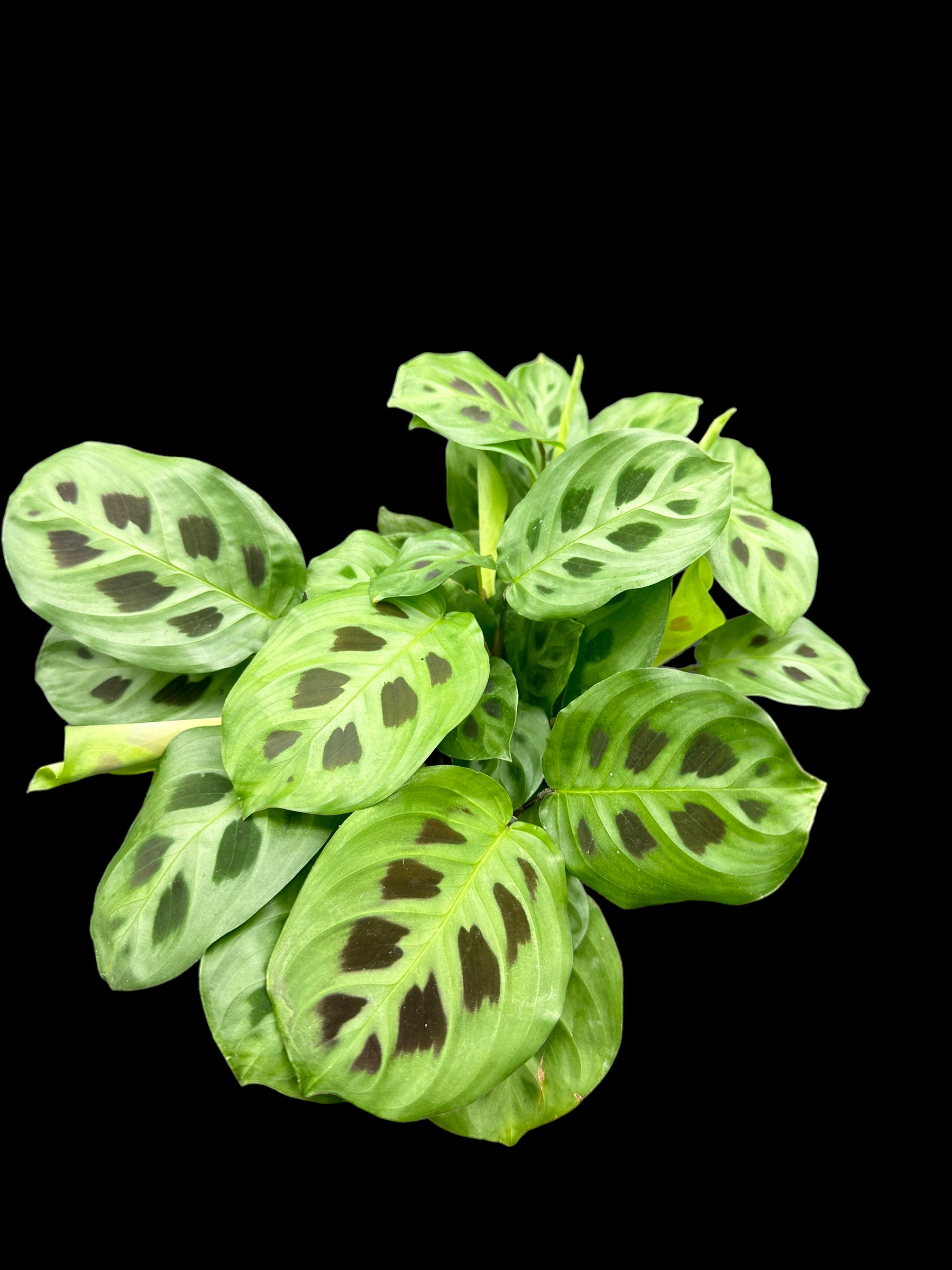 Green Prayer plant