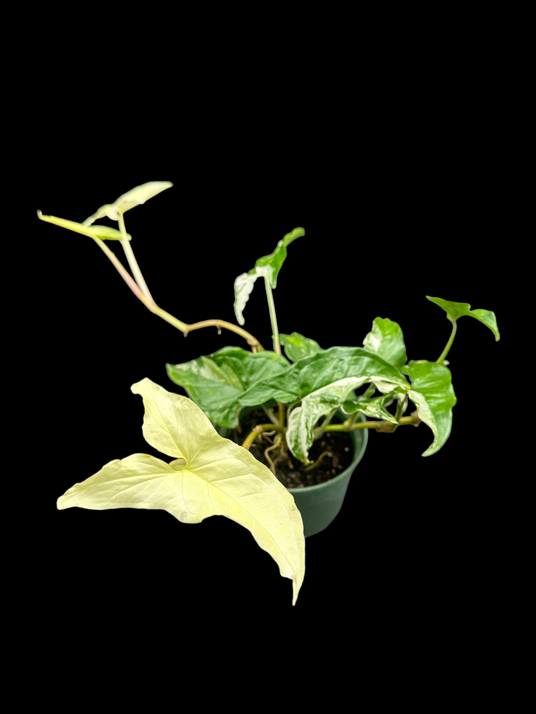 Syngonium Albo variegatum