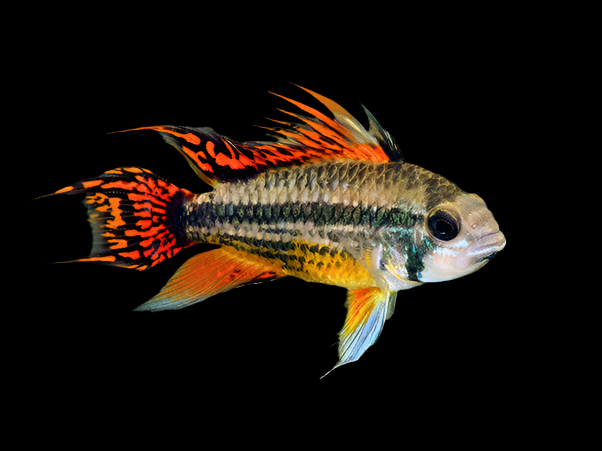 Apistogramma cacatuoïdes 'Double Rouge'