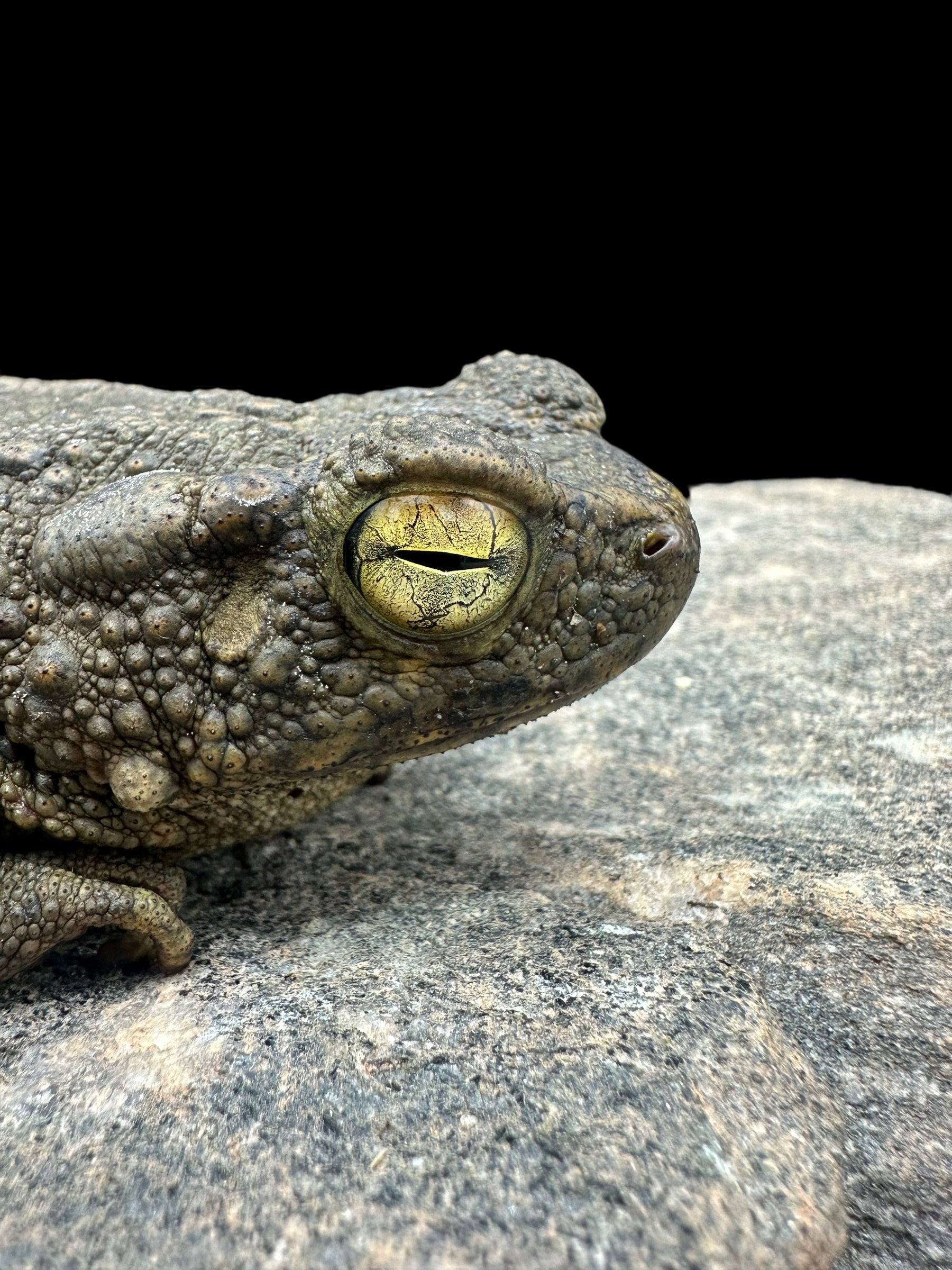 Giant Asian River Toad