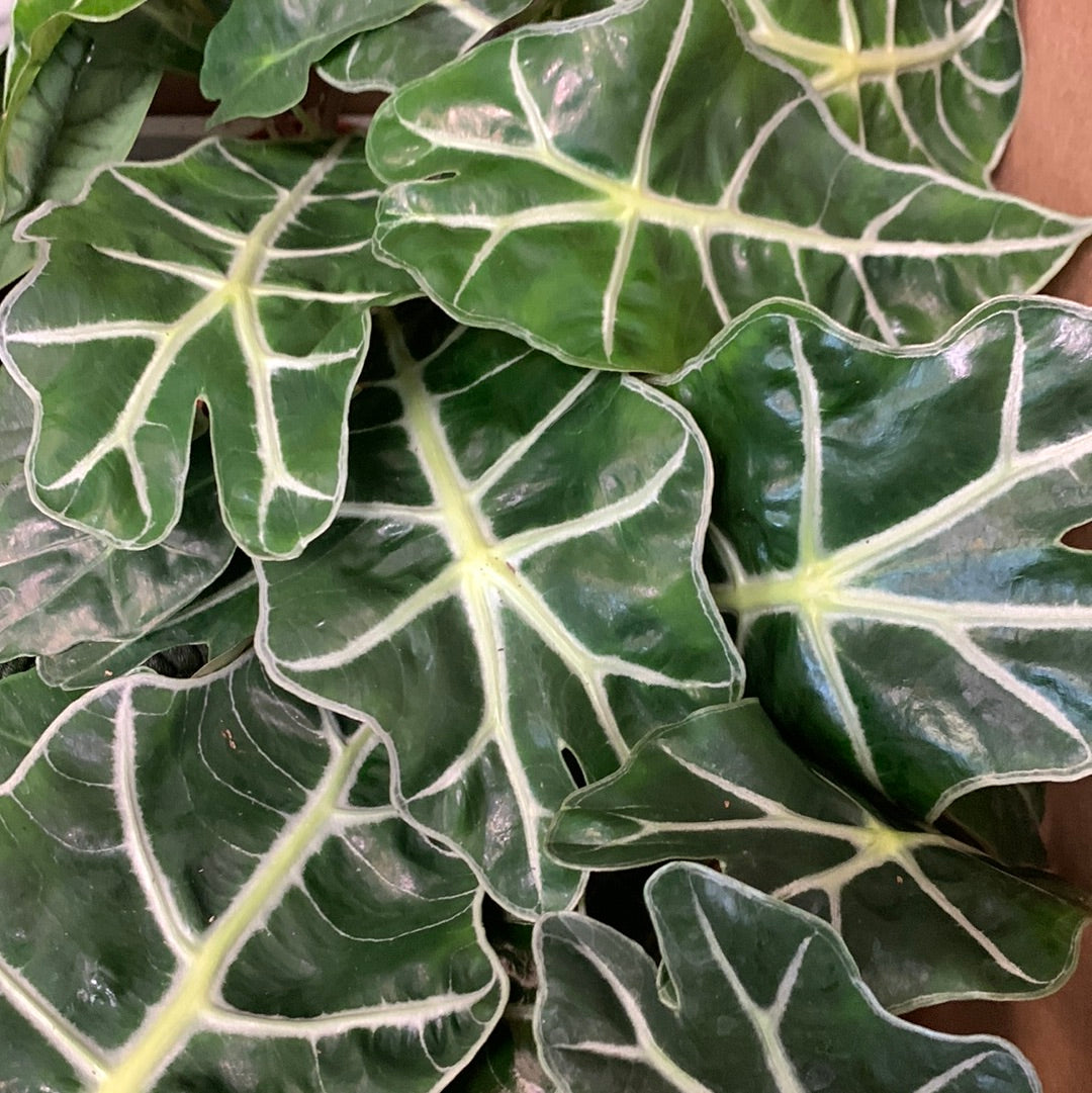 Alocasia Assortiment
