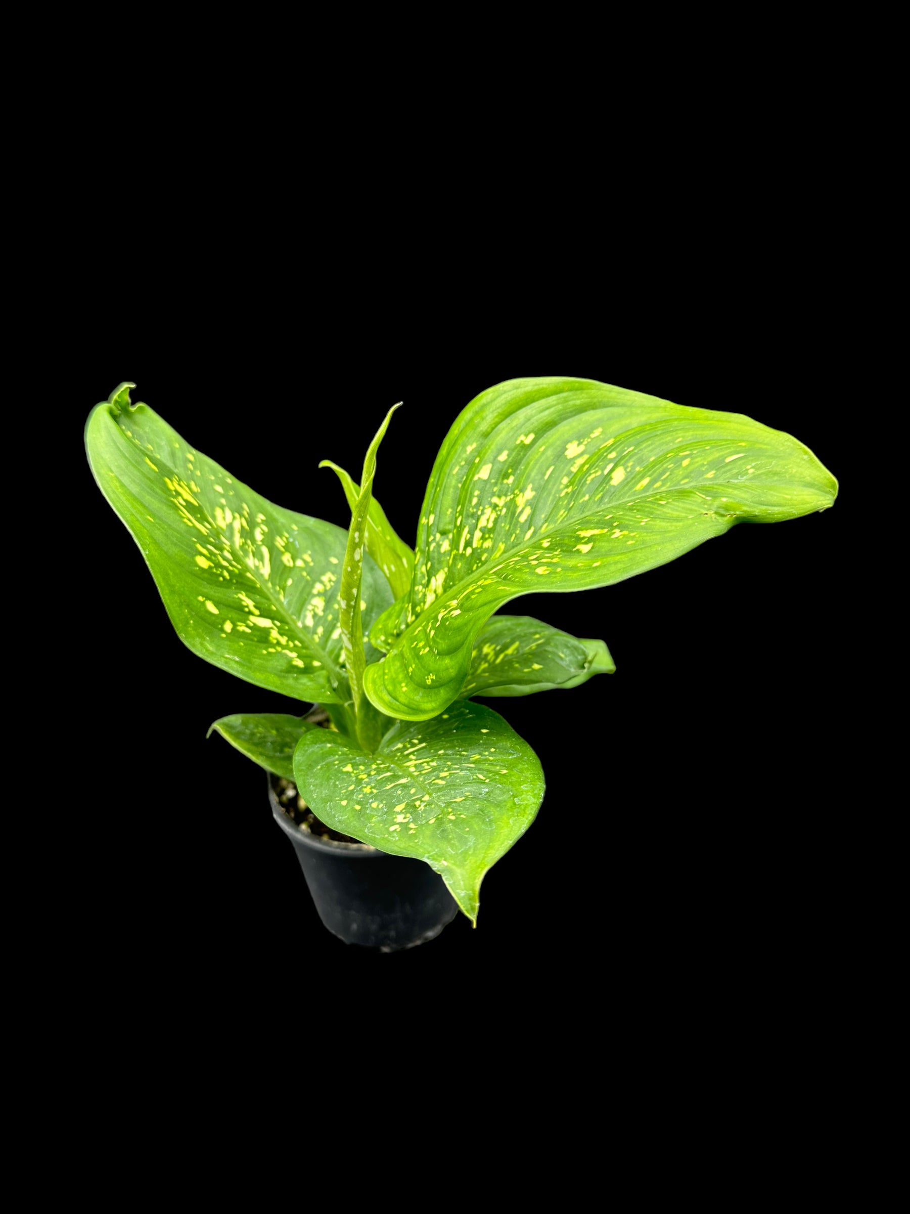 Dieffenbachia Crocodile