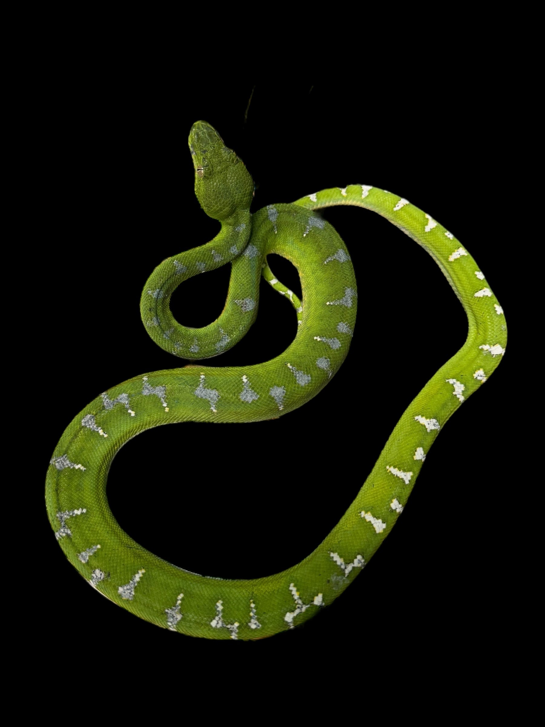 Emerald Tree Boa (Guyana)