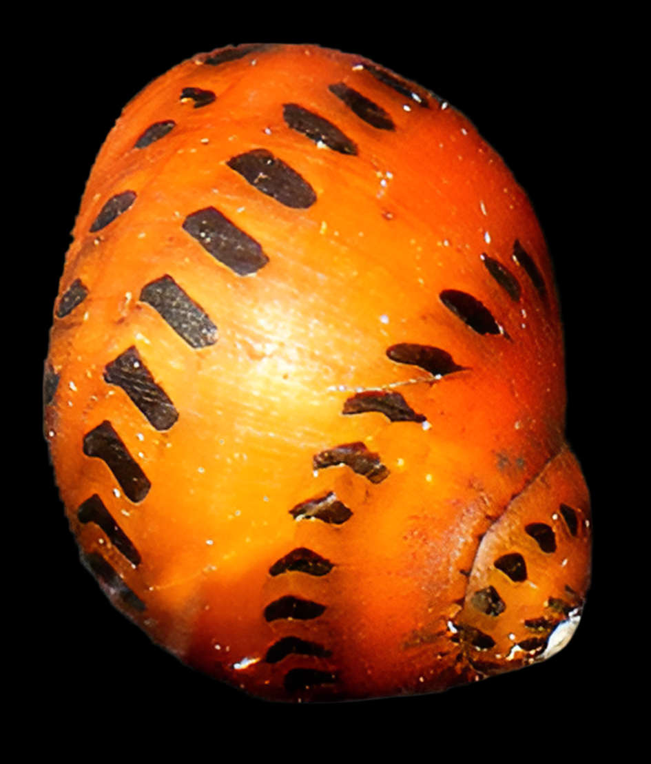 Escargot nérite tacheté/tigré