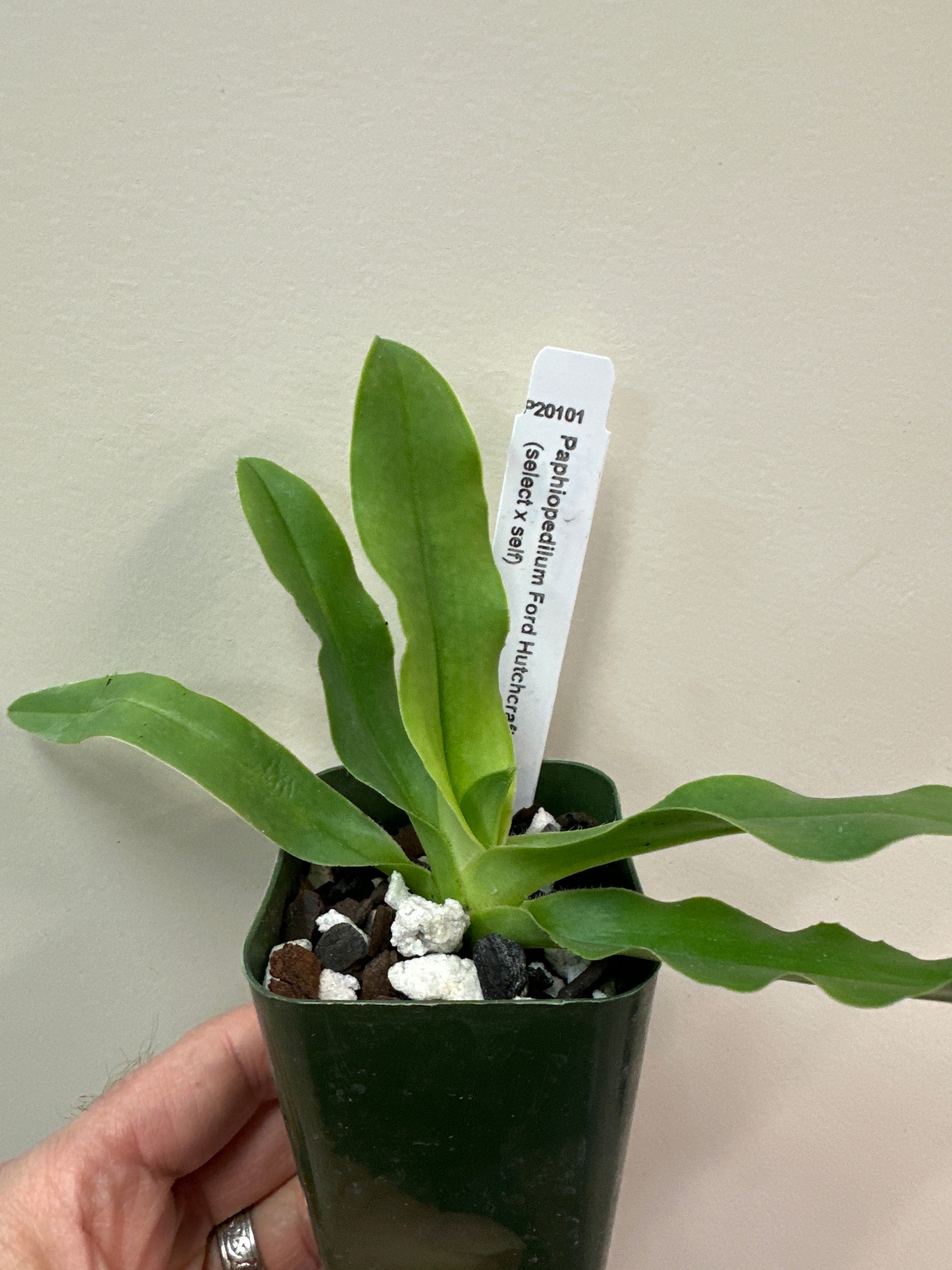 Paphiopedilum Ford Hutchcraft x lowii