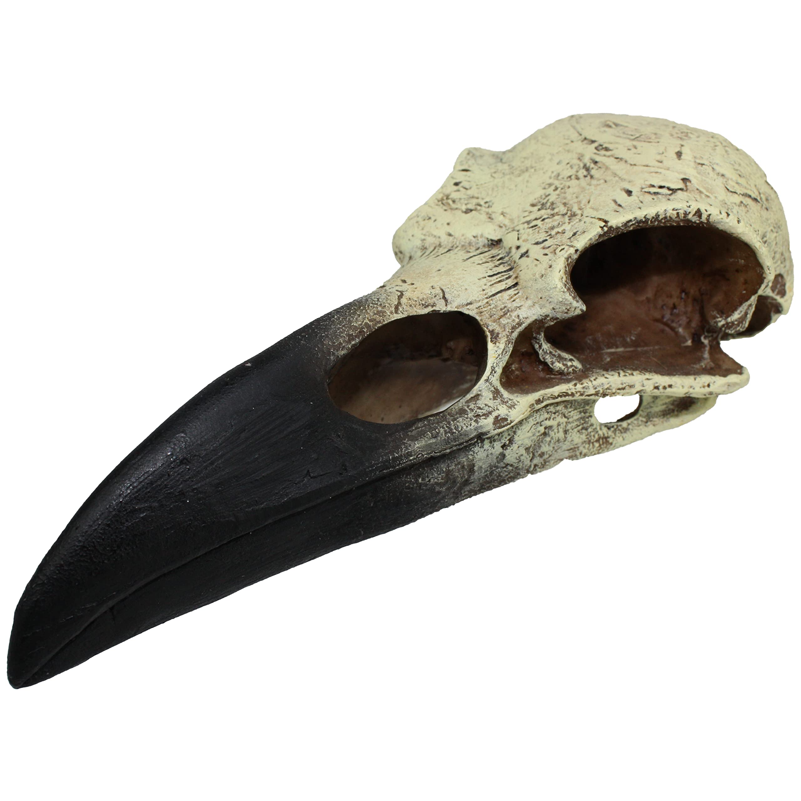 Komodo Raven Skull