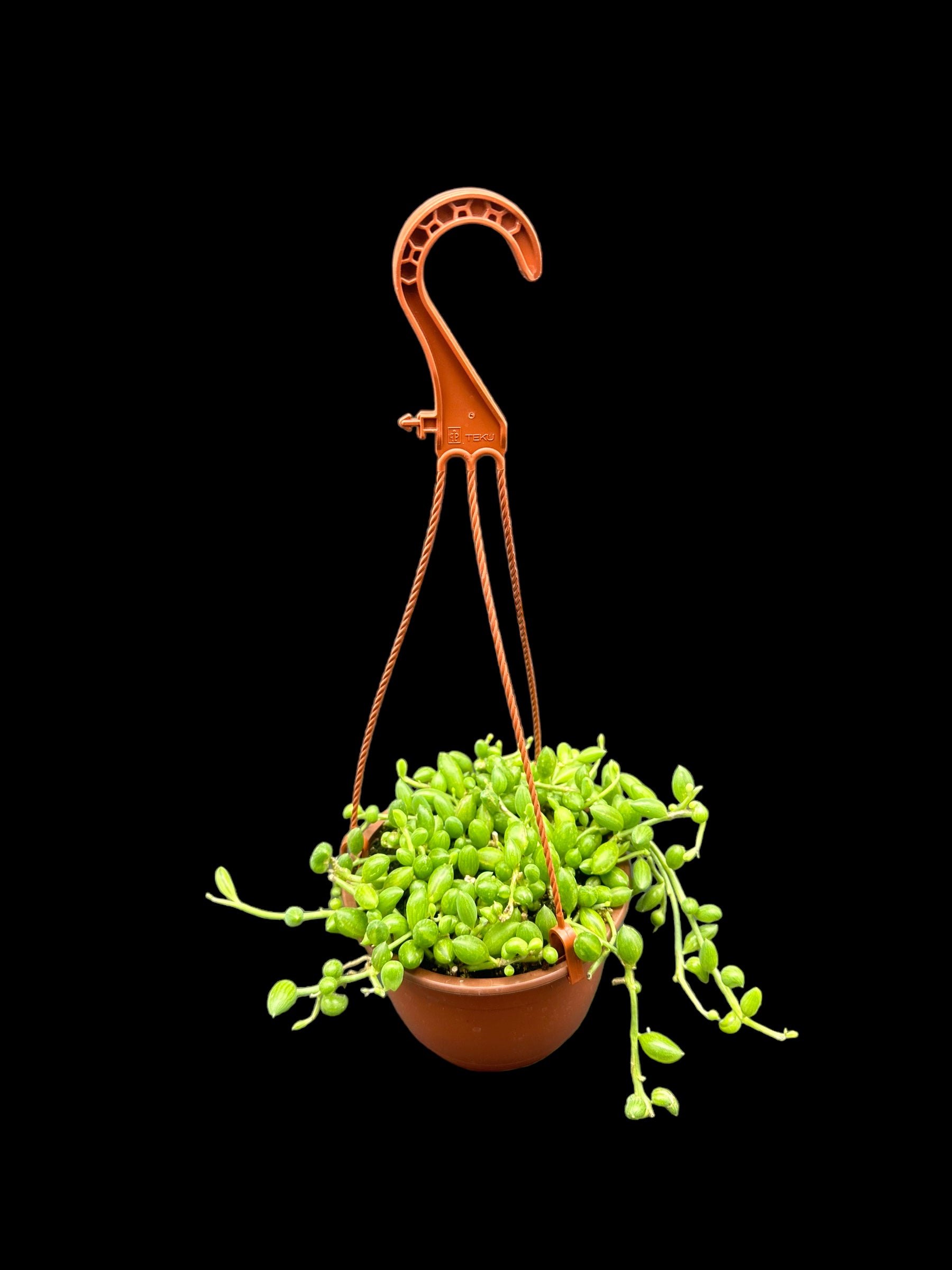 String of Watermelons