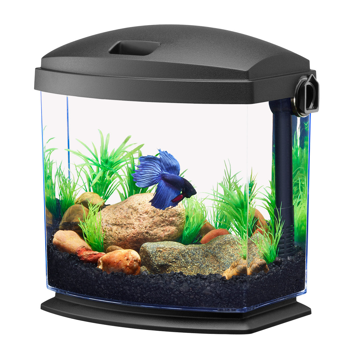 Kit d'aquarium BettaBow 1 - 1 gal
